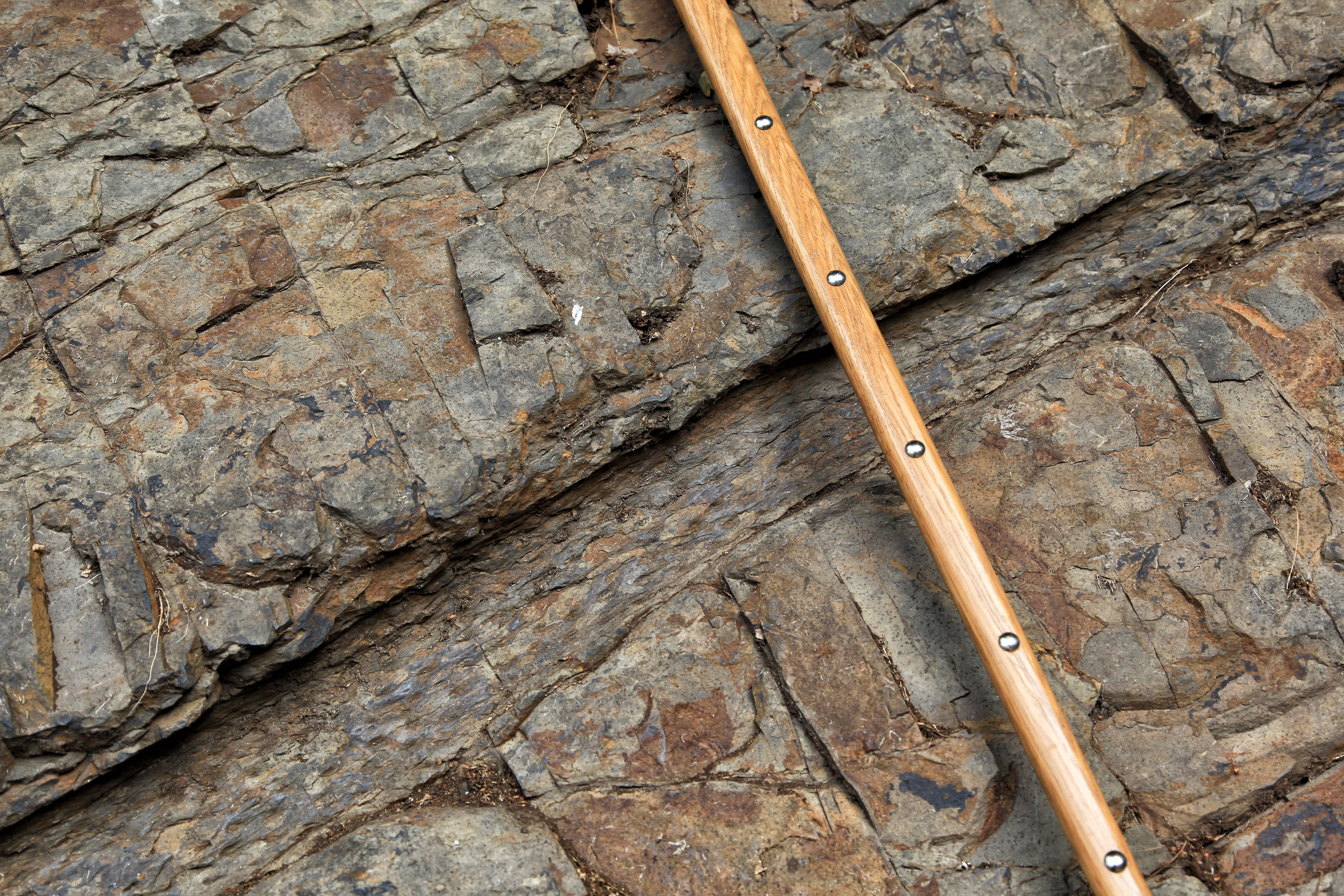 Fossilien in Felswand