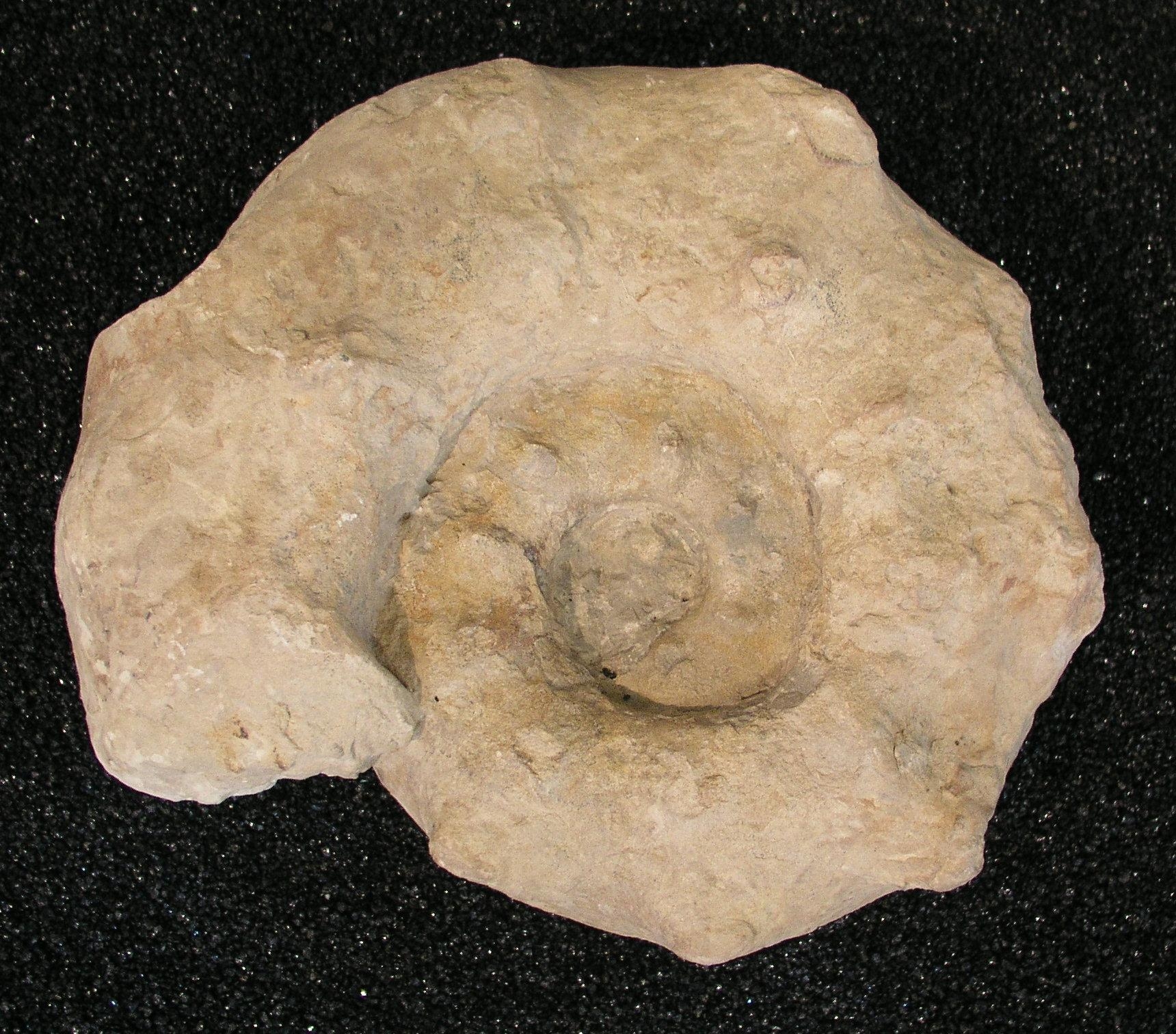 heller Ammonit vor schwarzem Hintergrund