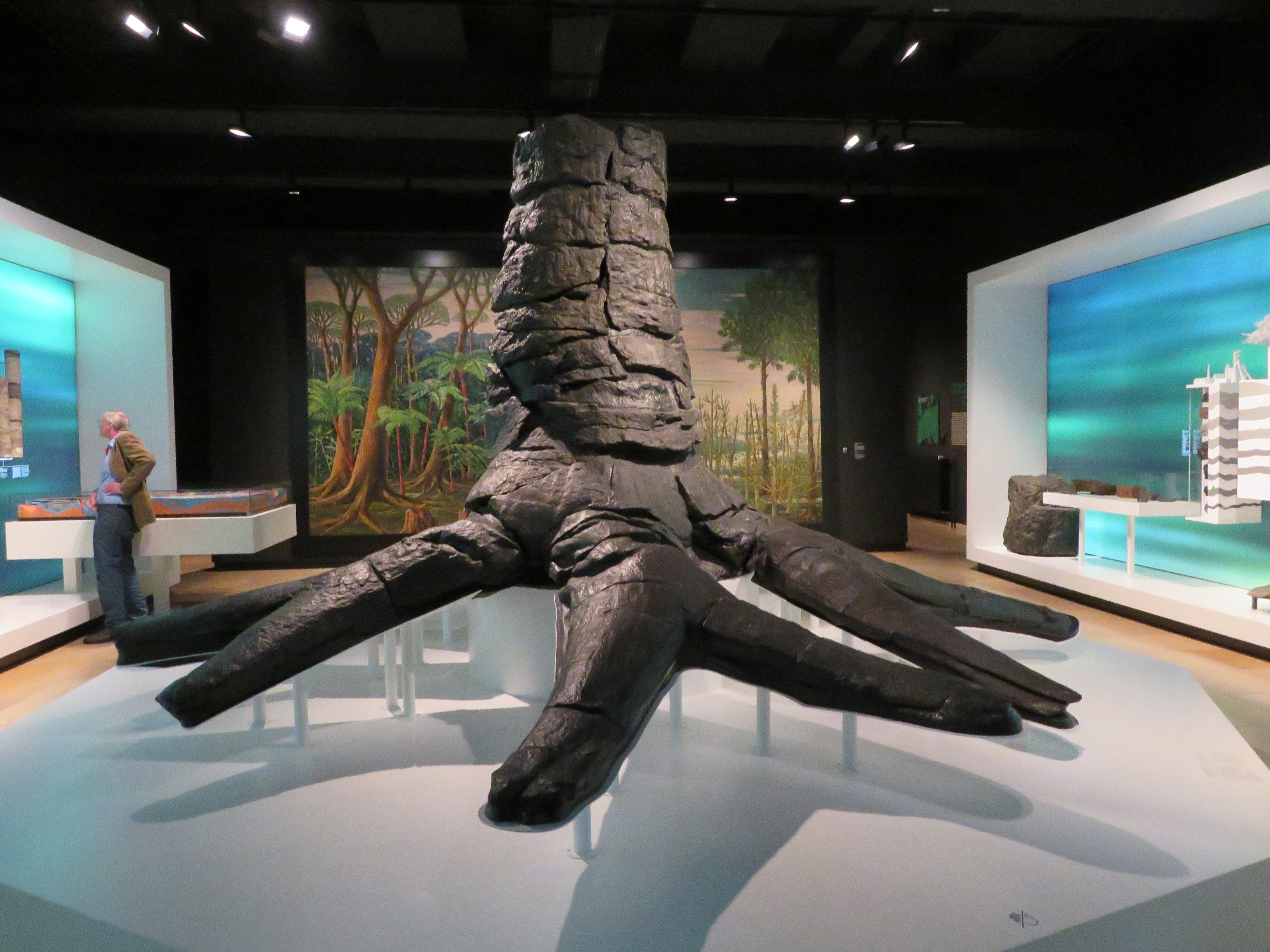 großer fossiler Baumstamm mit Wurzeln im Museum