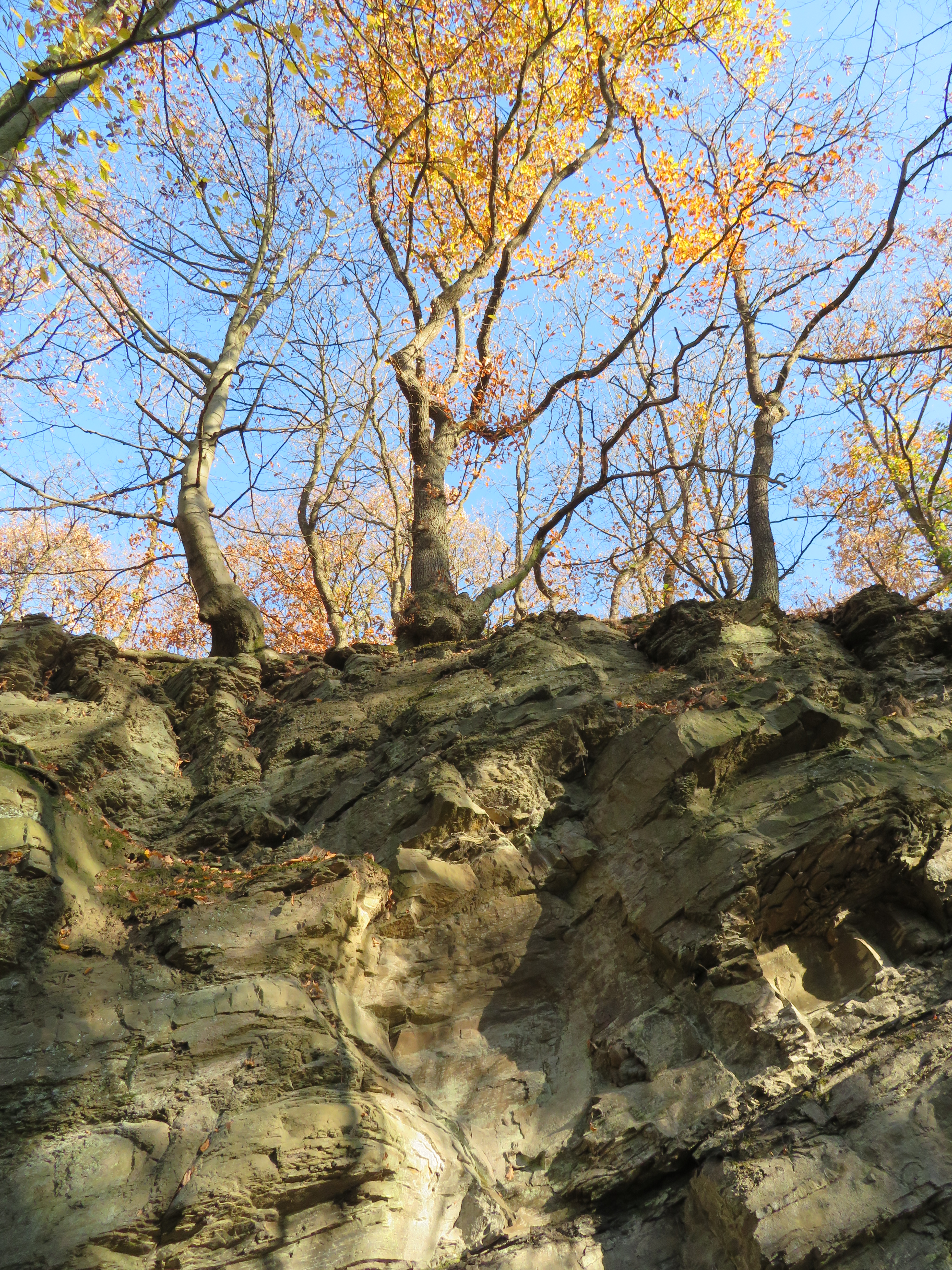 Sandsteinwand mit herbstlichem Wald
