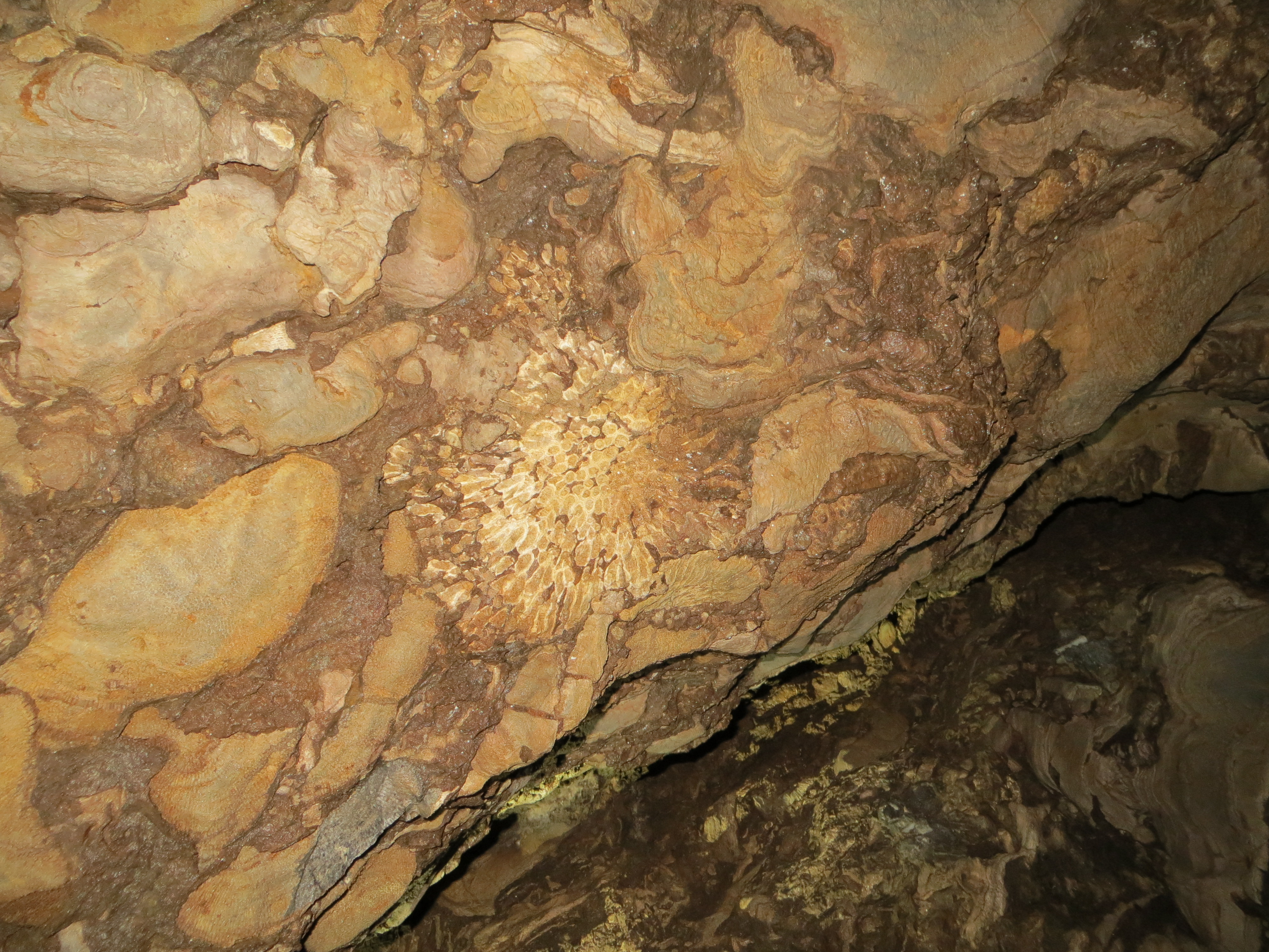 Stromatoporen und Korallenfossil an Höhlenwand