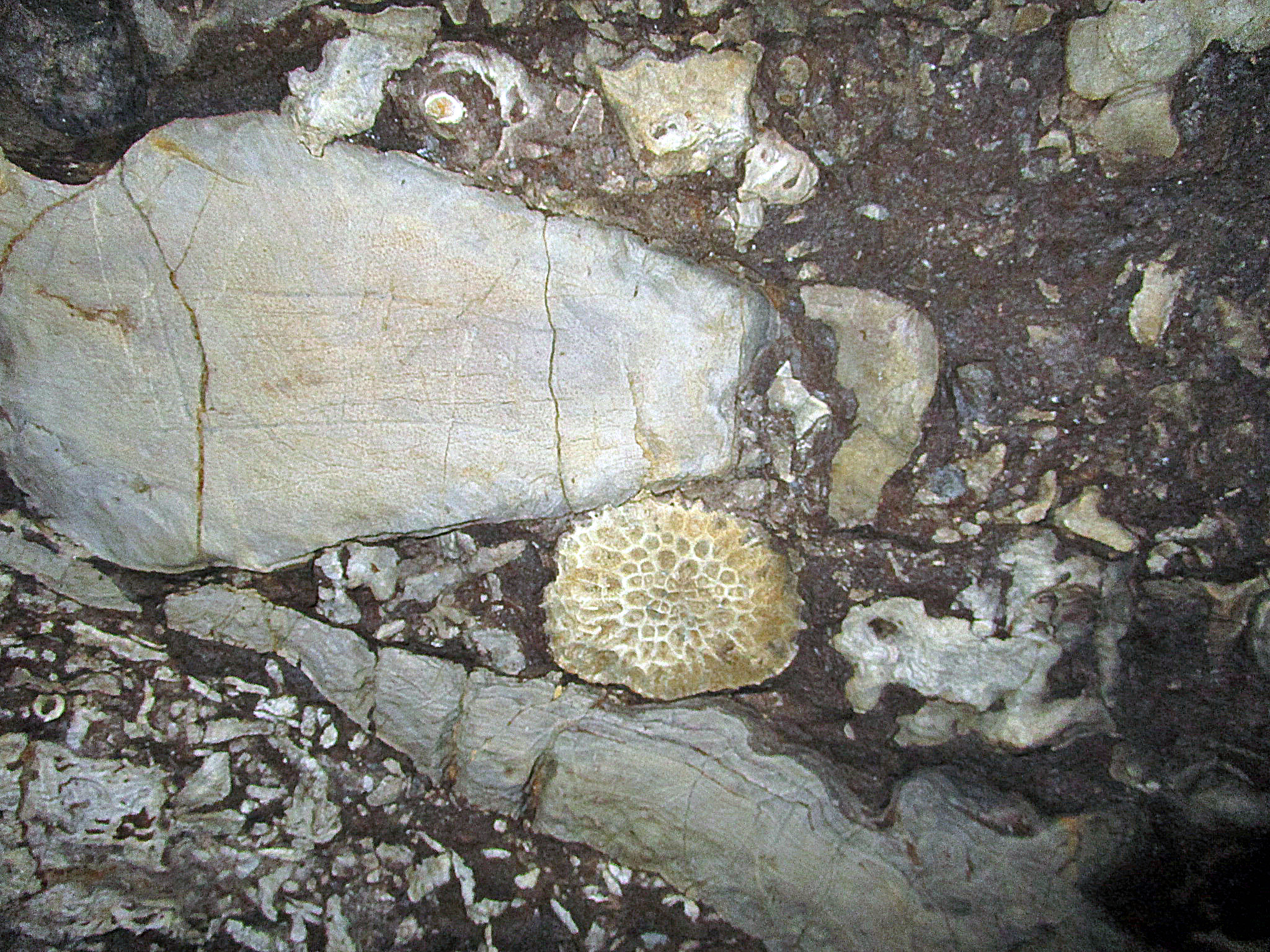 Fossilien an Höhlenwand