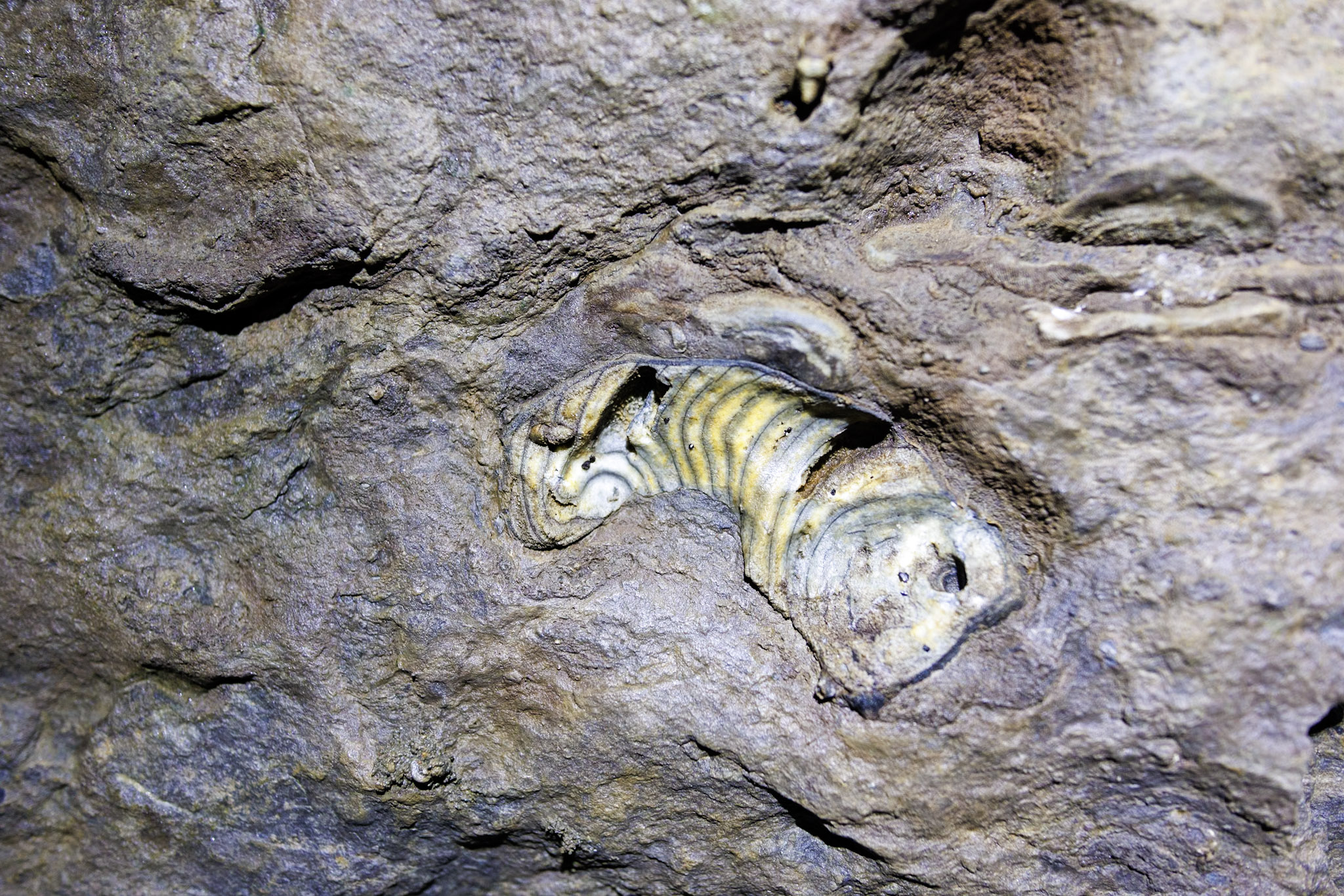 Fossil an Höhlenwand