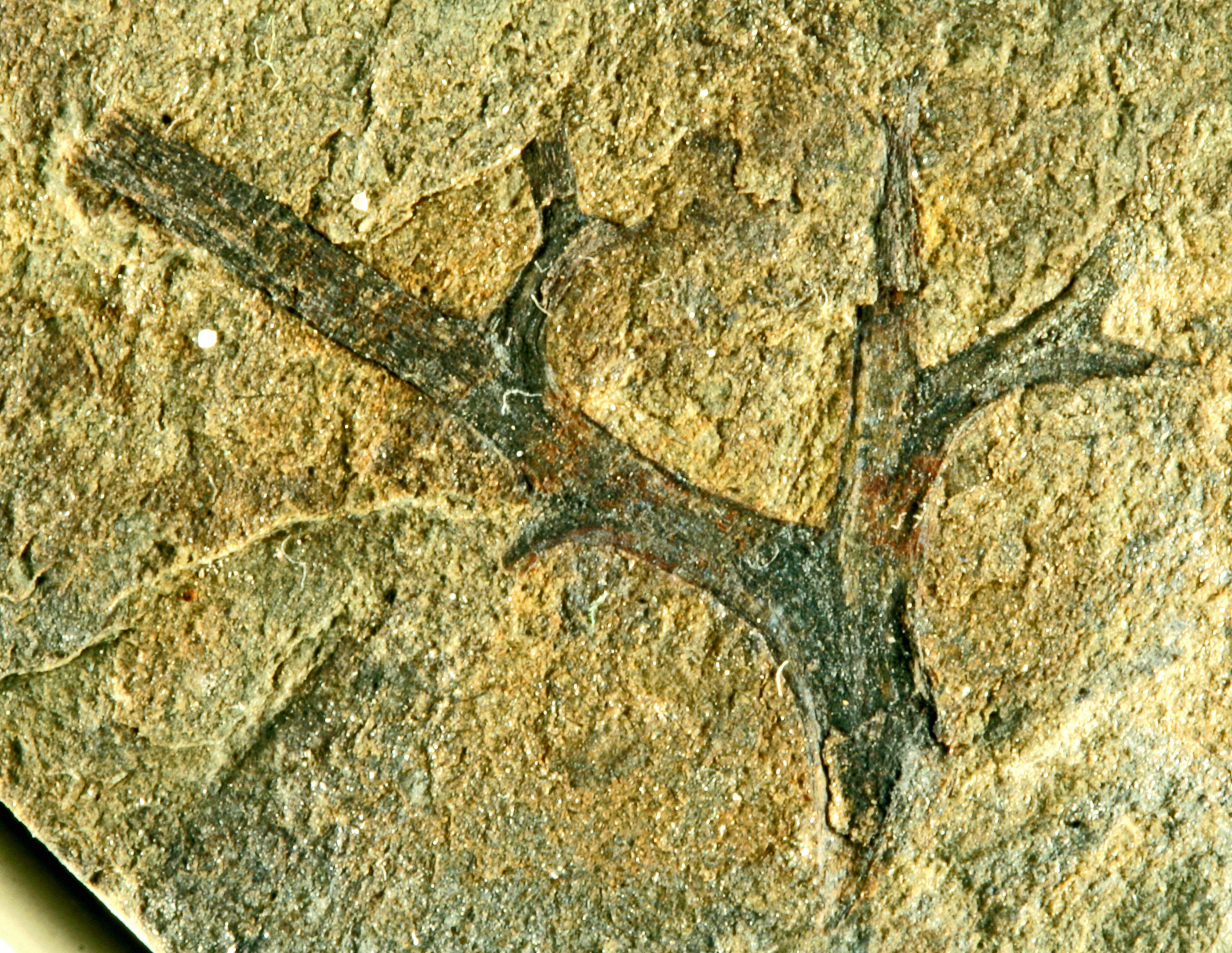 Fossil eines verzweigten Pflanzenrests