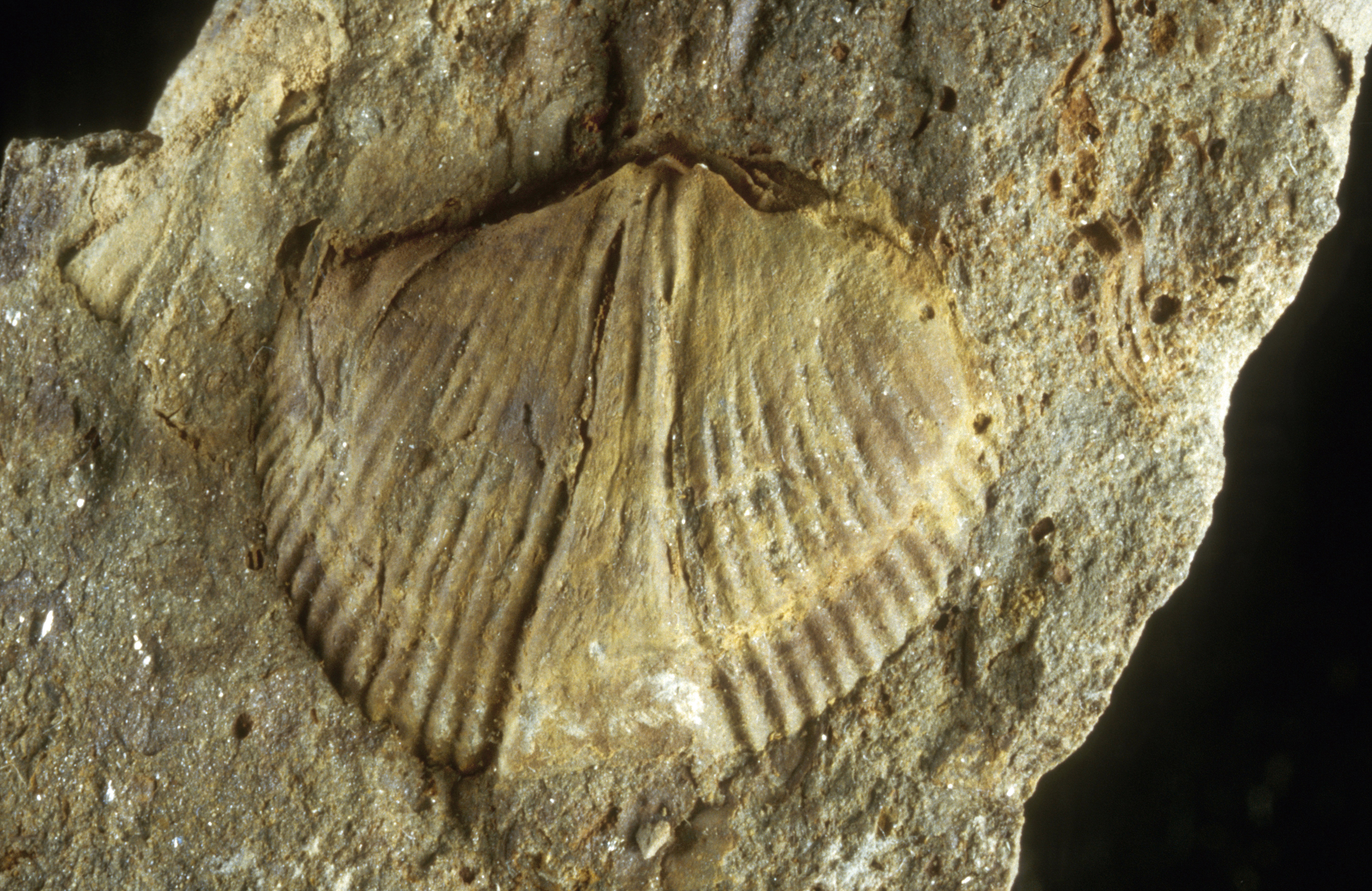 Muschelähnliches Fossil
