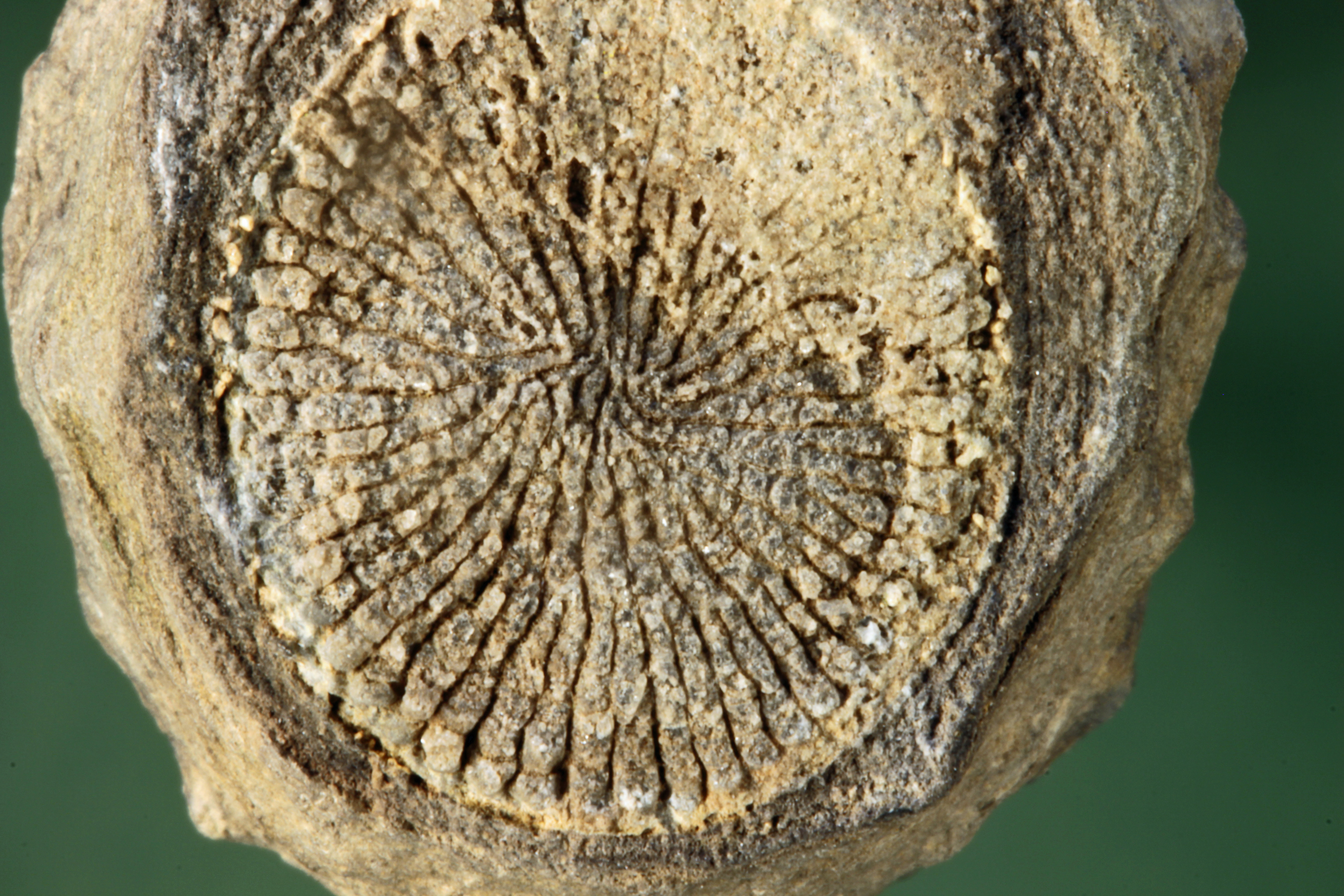 Korallenfossil