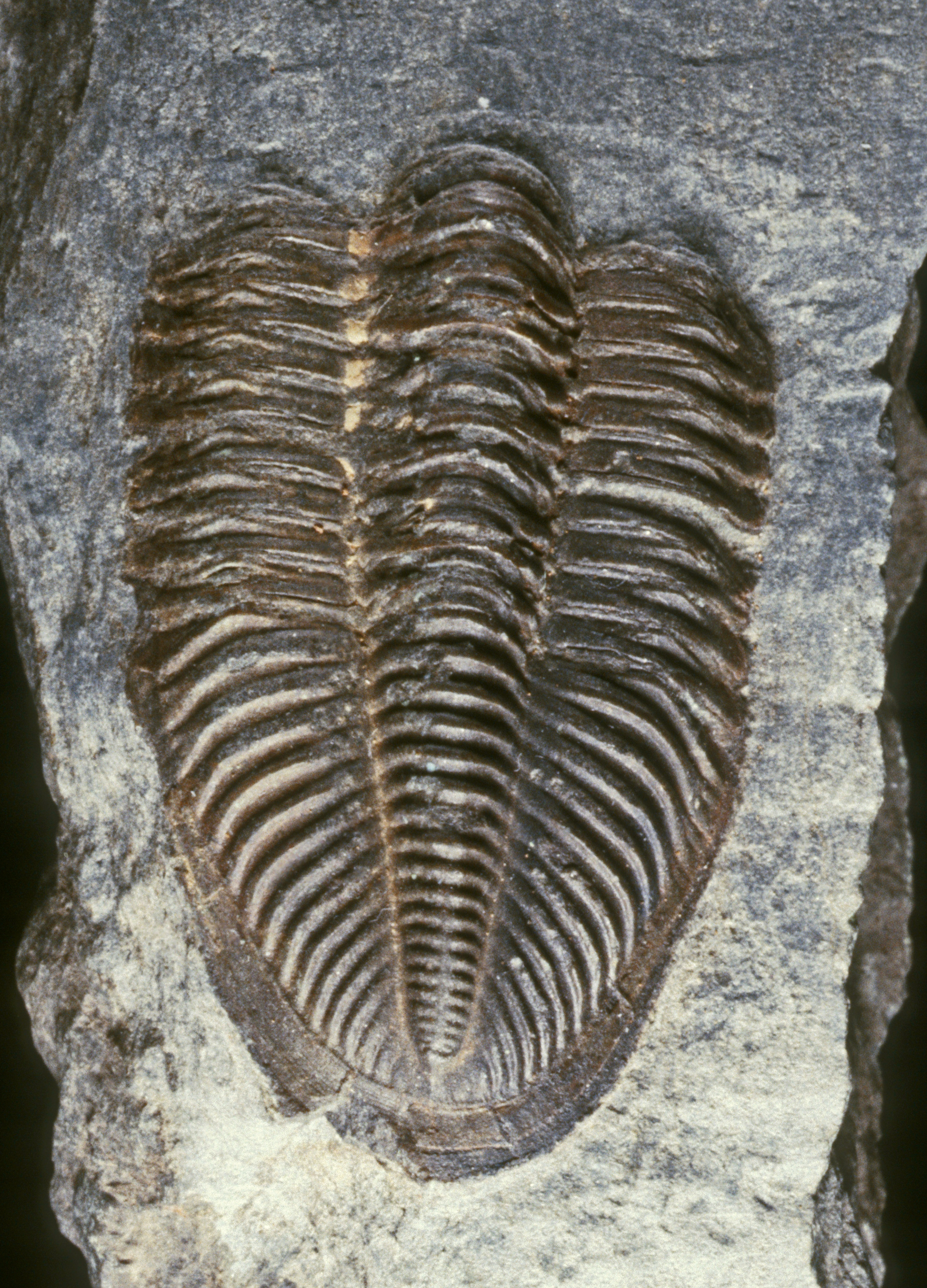 Fossil eines gegliederten Tieres