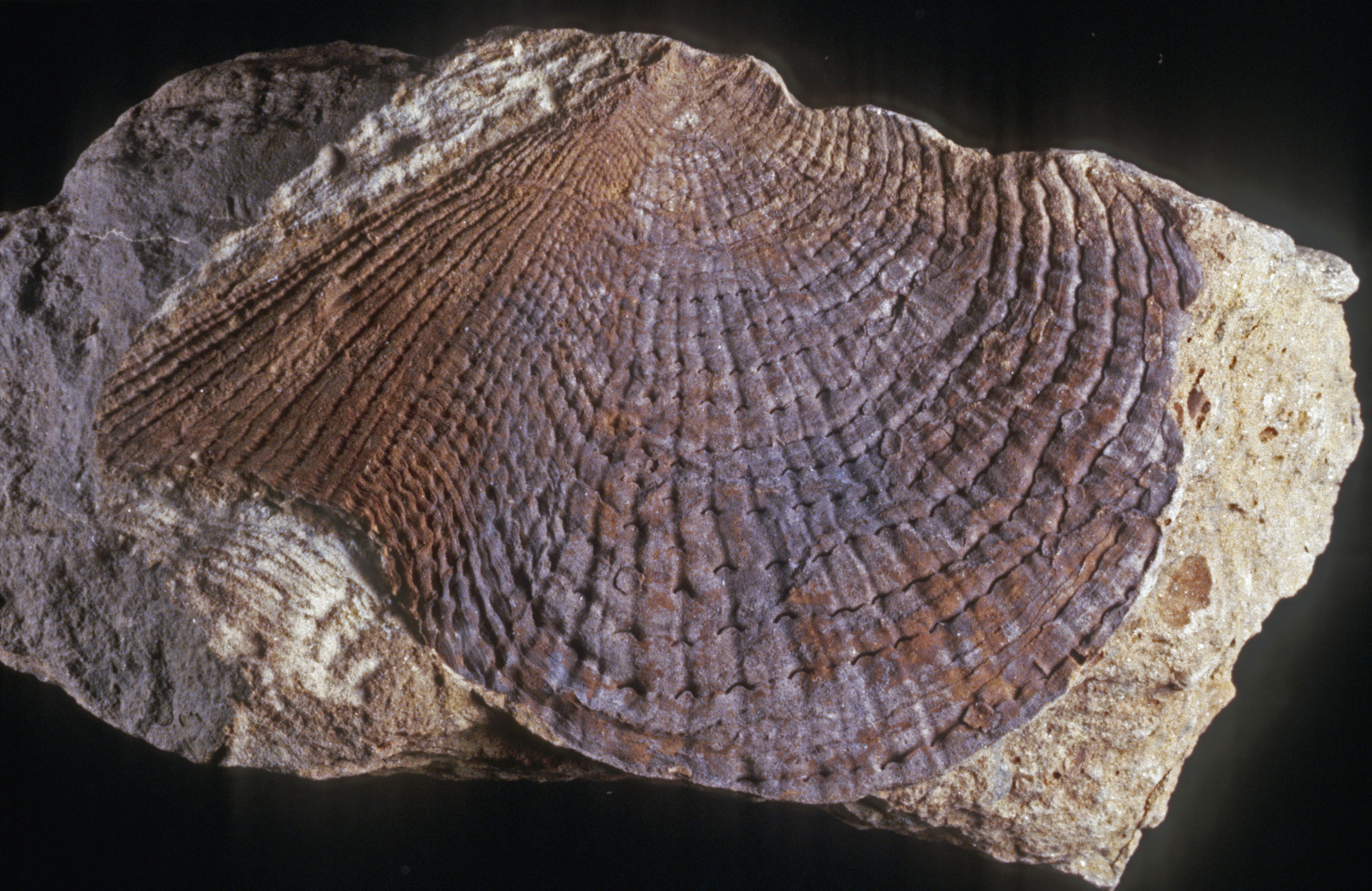 Fossil einer Muschel