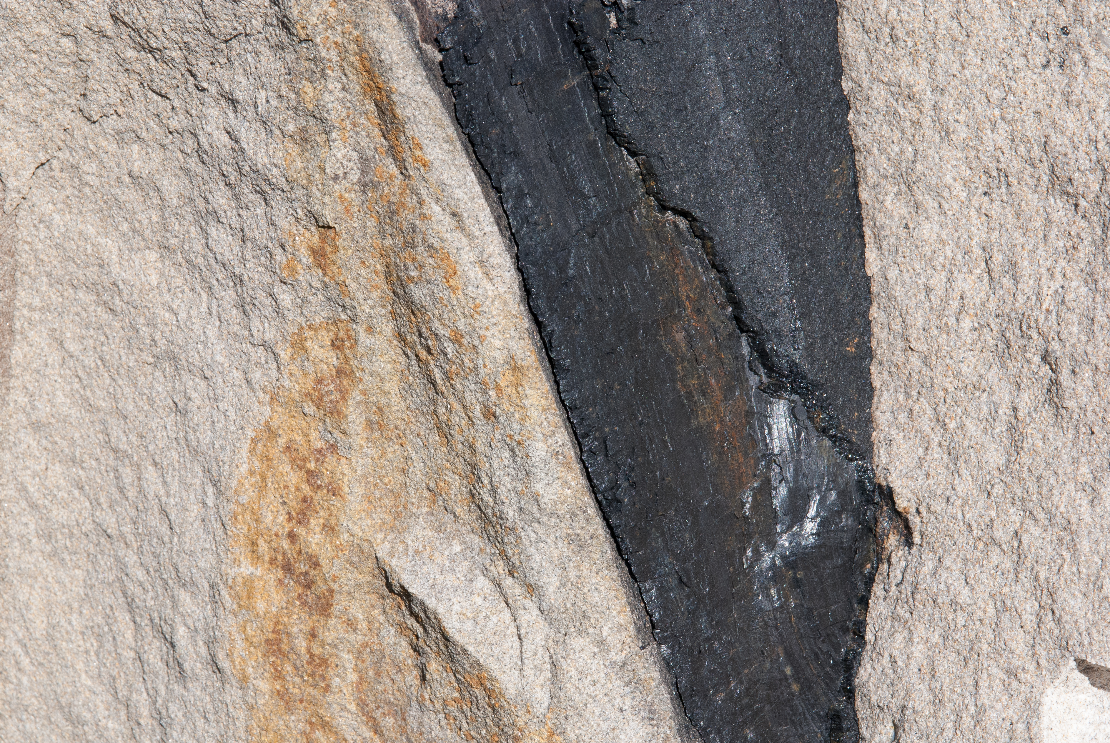 Schwarzes Fossil in hellem Sandstein