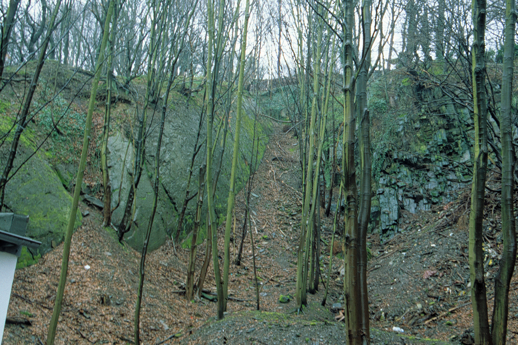 Felsen in Wald
