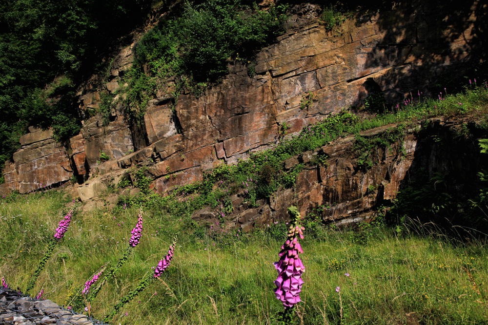 Fingerhut vor Sandsteinwand