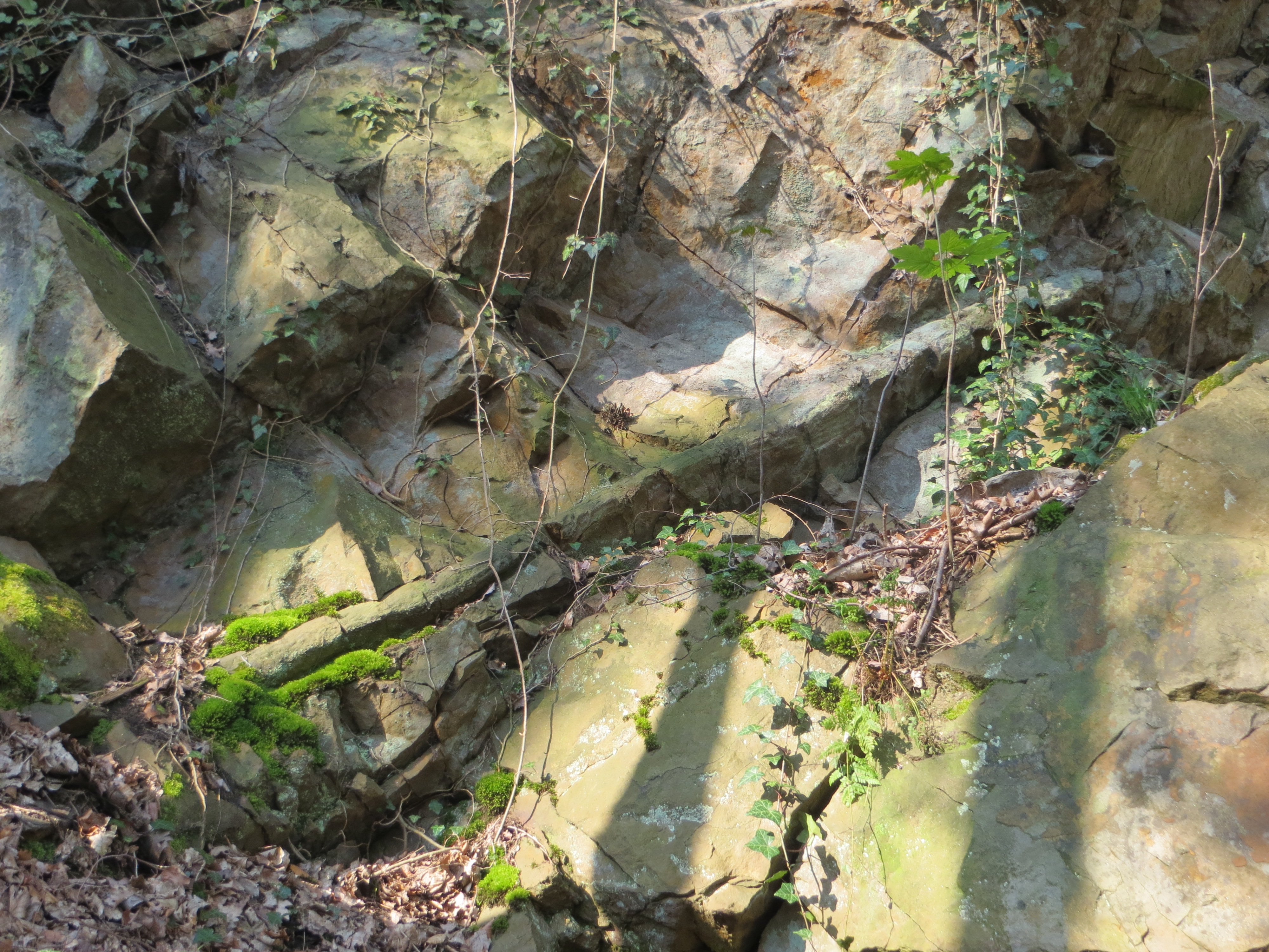 2-3 m langer Steinkern eines Baumstamms in Felswand