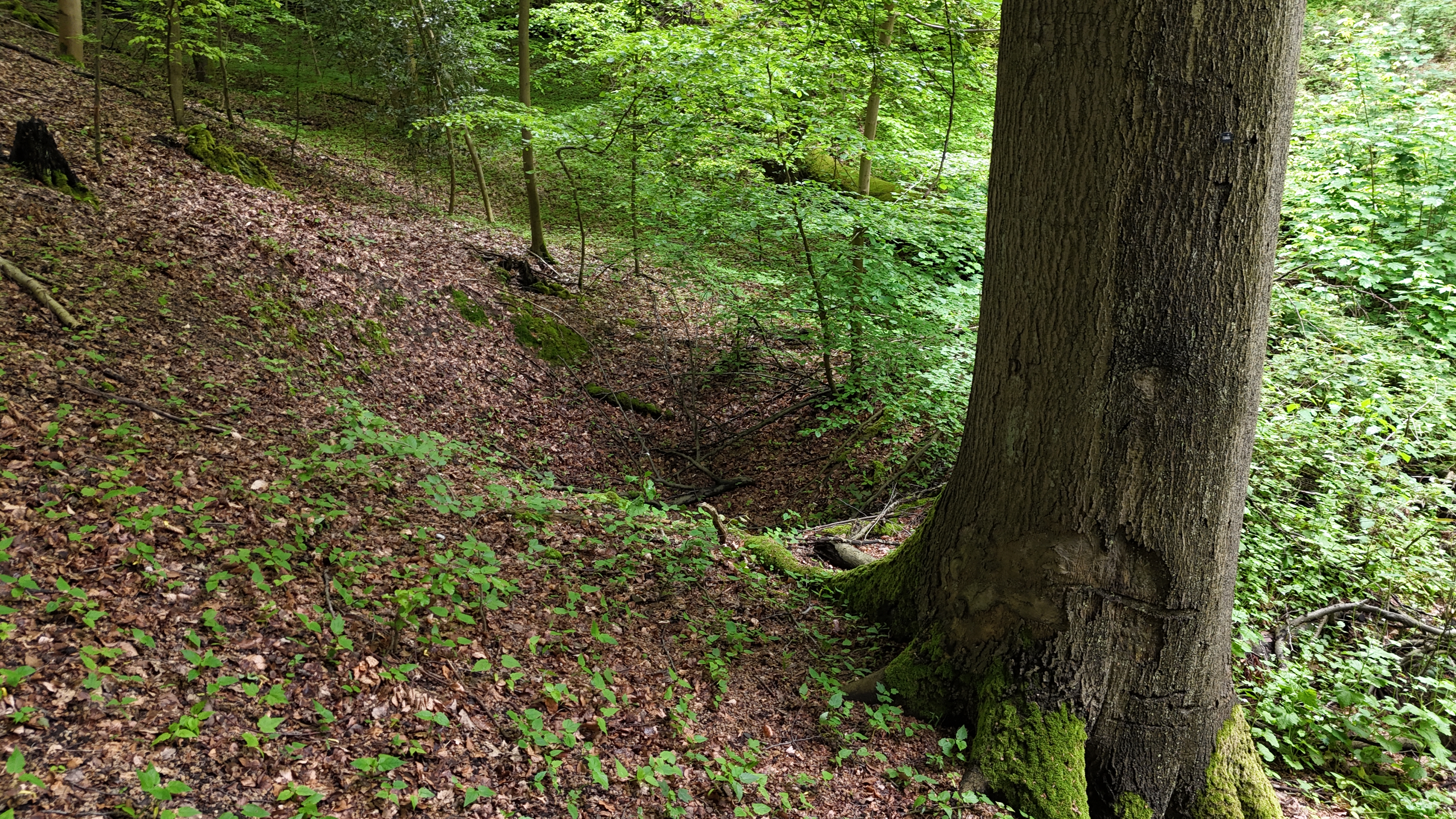 Flöze der Wasserbank-Gruppe.      