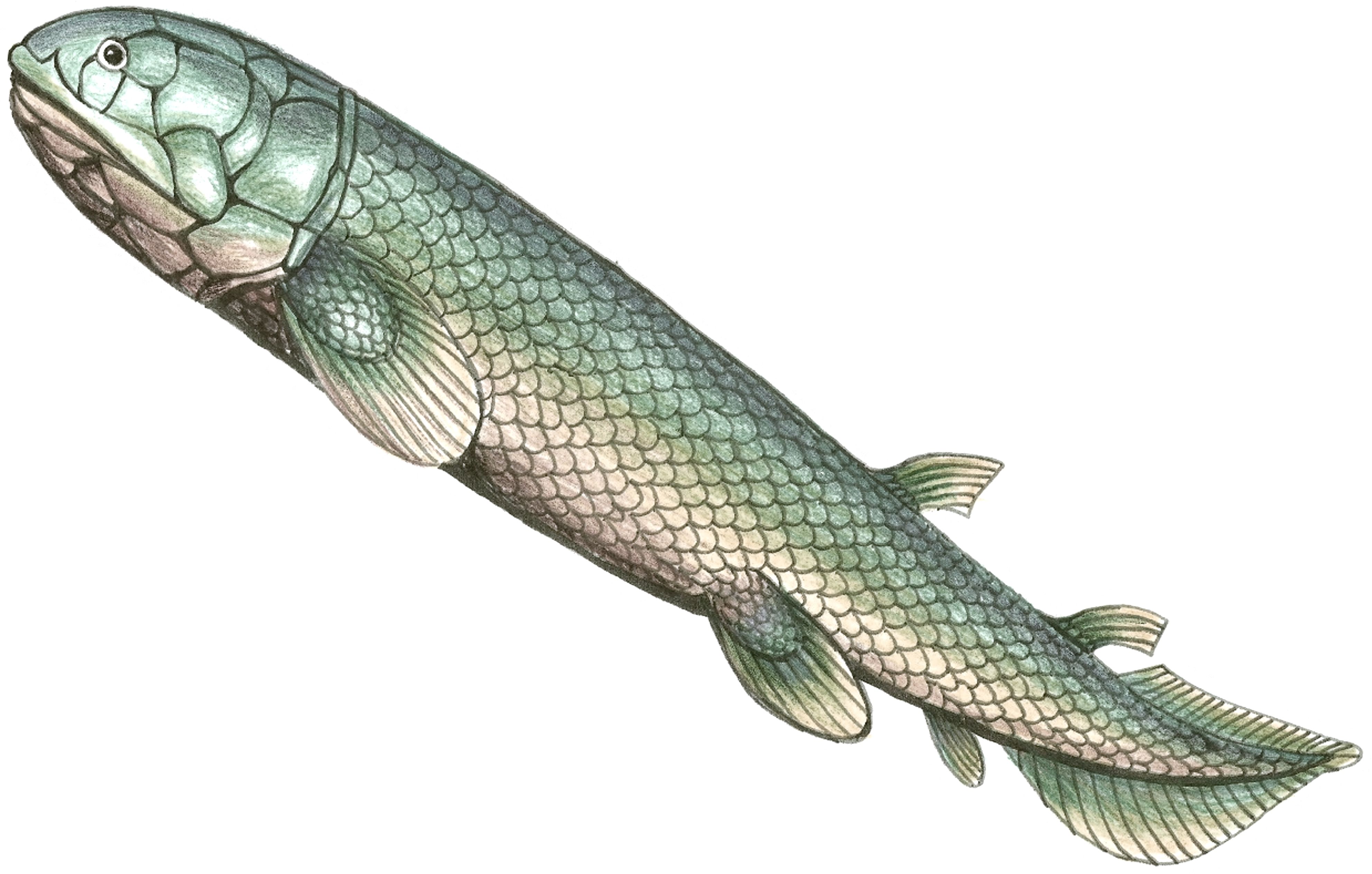 Zeichung Fisch