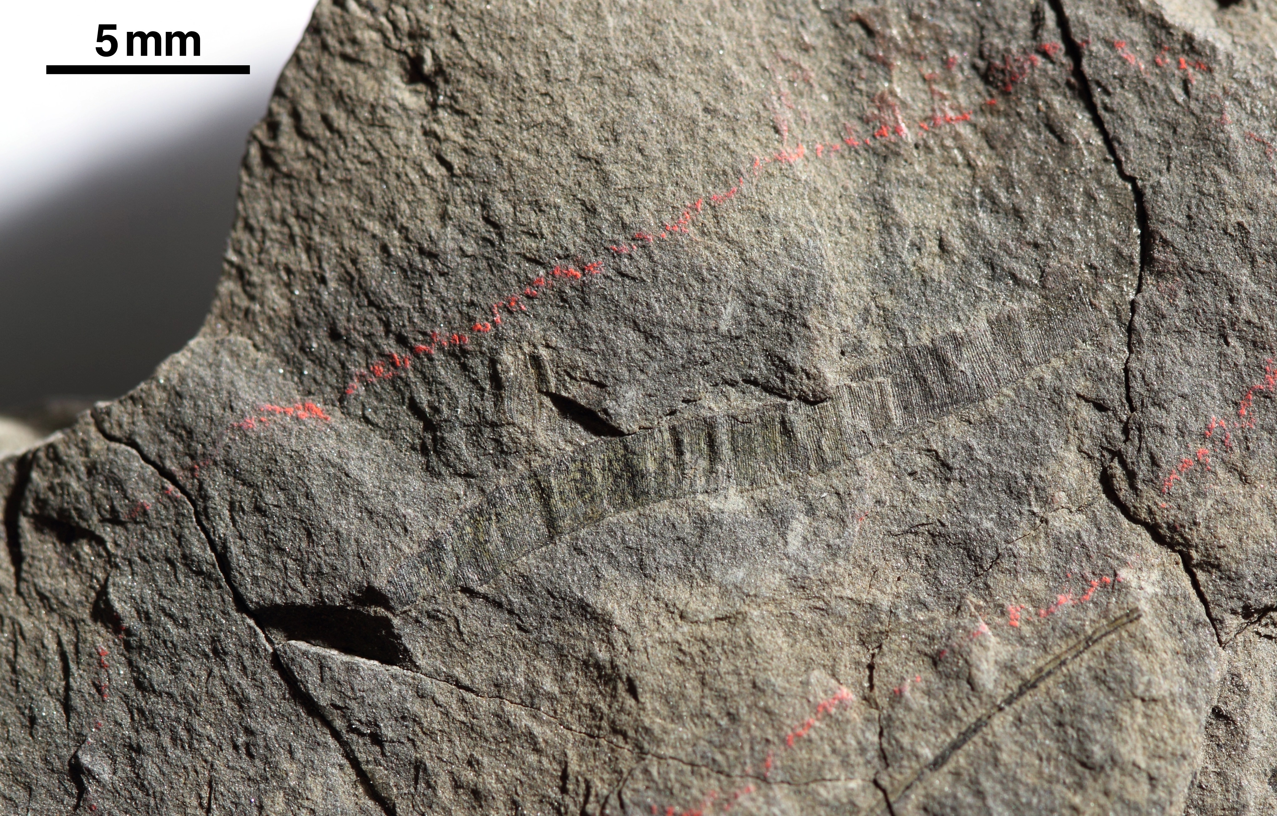 Fossiler Abdruck Wurm