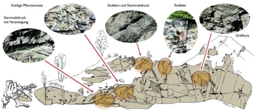 Zeichung mit Fossilien und ihrer Lage im Steinbruch