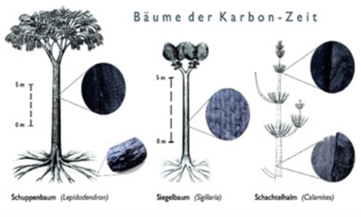 Zeichung mit Schuppenbaum, Siegelbaum und Schachtelhalm