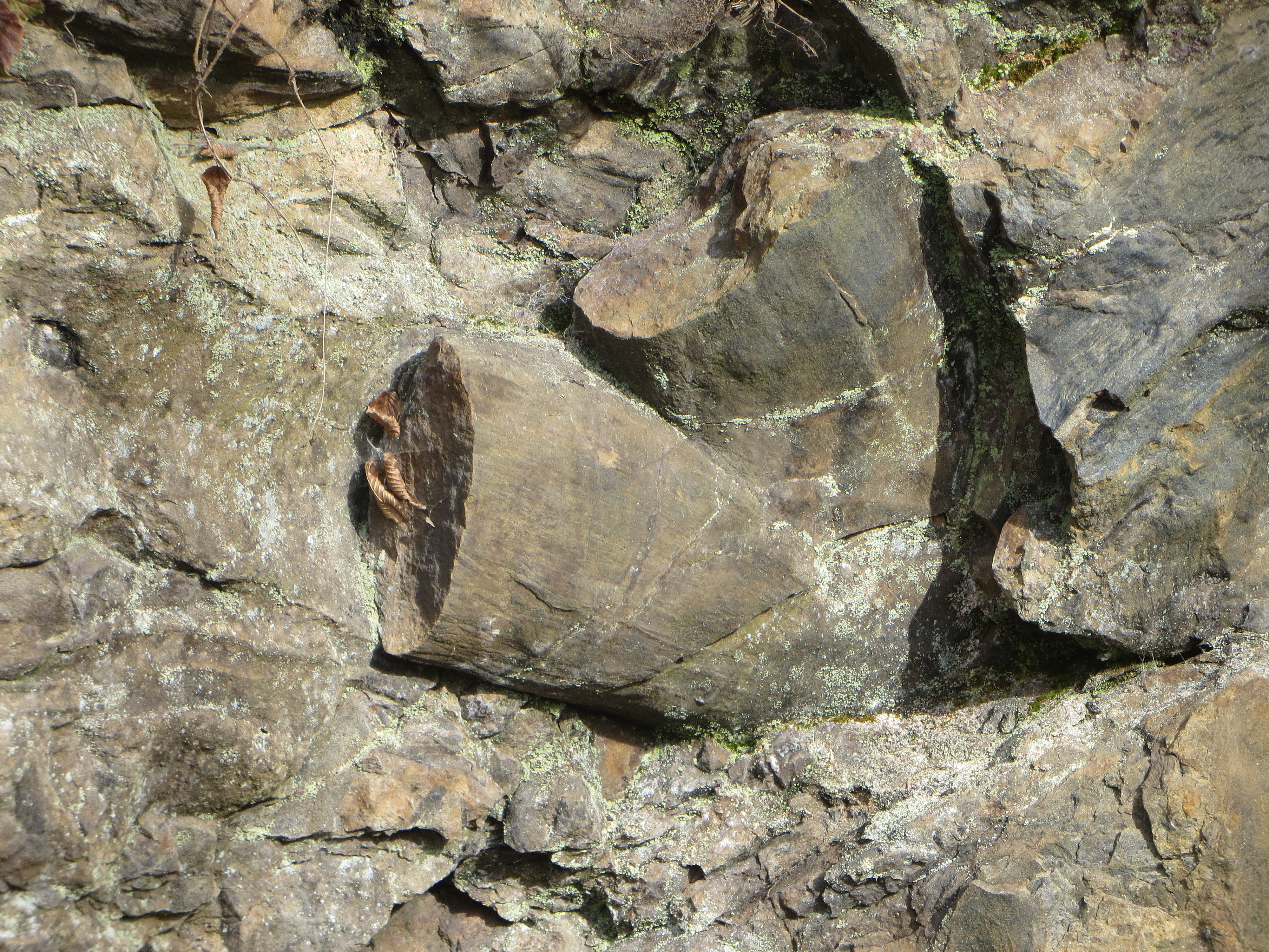 Vollformen von Baumstümpfen in Felswand