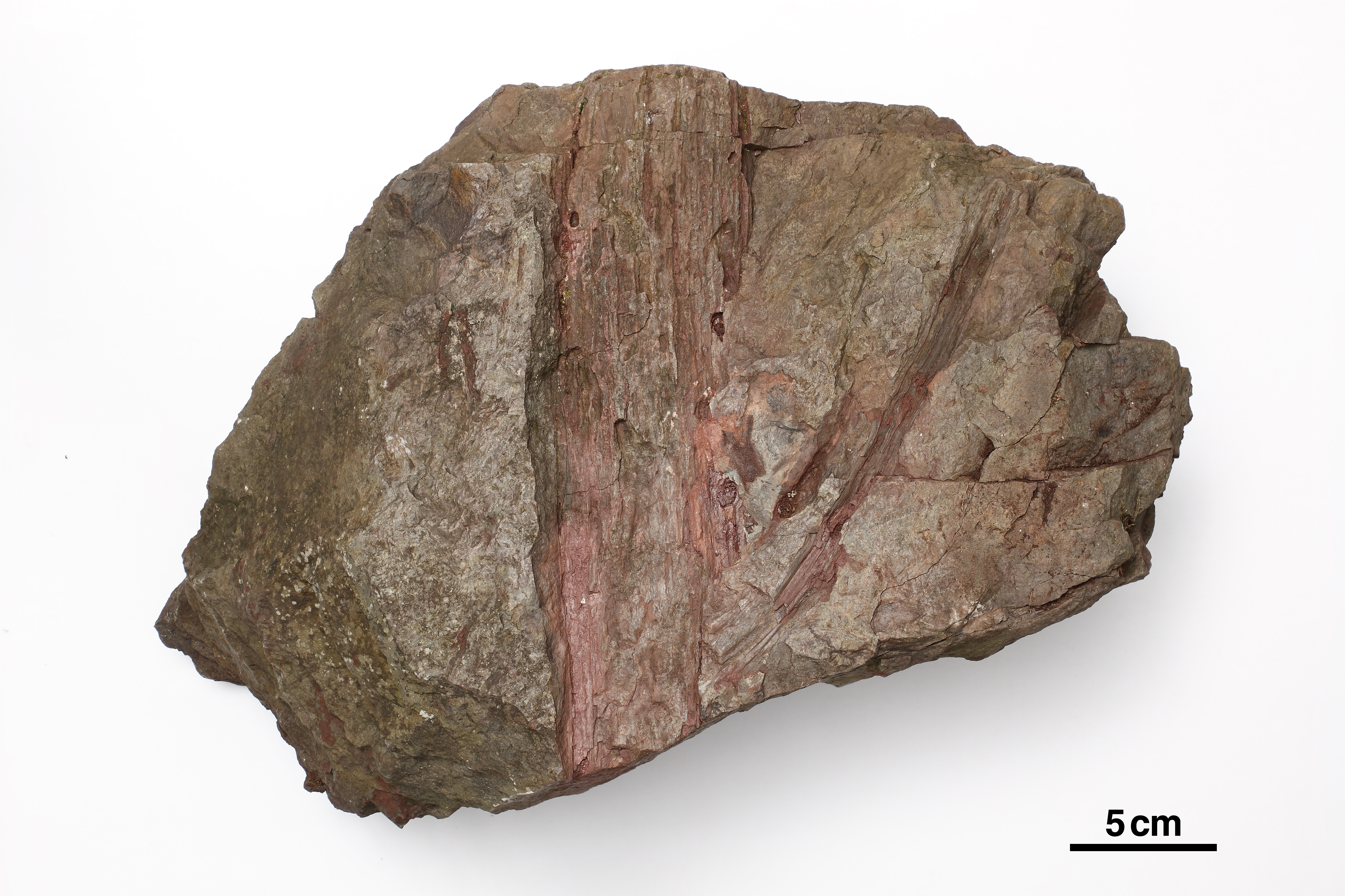 Stein mit dem Abdruck eines Bausmtammes