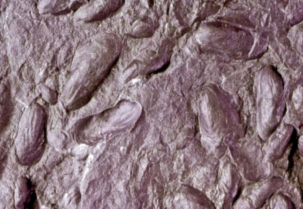 Abrücke mehrerer länglicher Muscheln in rötlichem Gestein