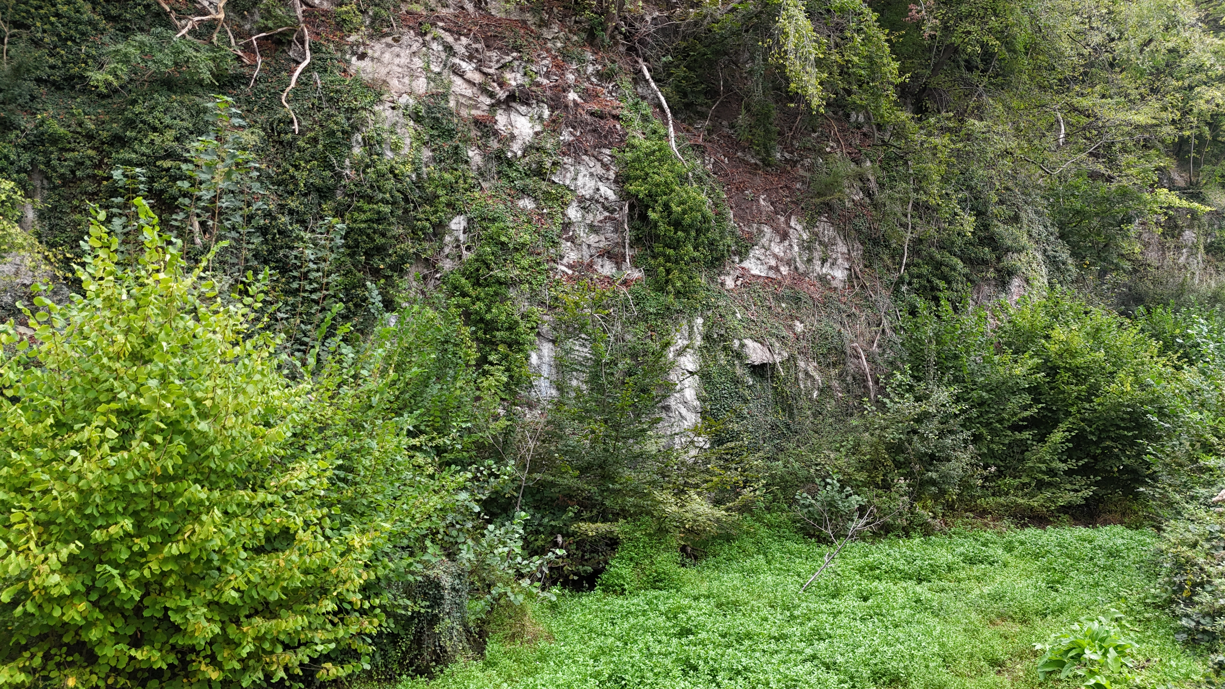 Schmaler Teich zwischen Wald und Leitplanke