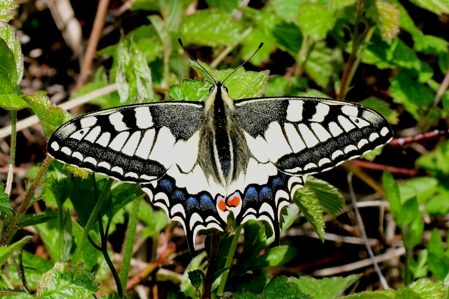 Großaufnahme Schmetterling