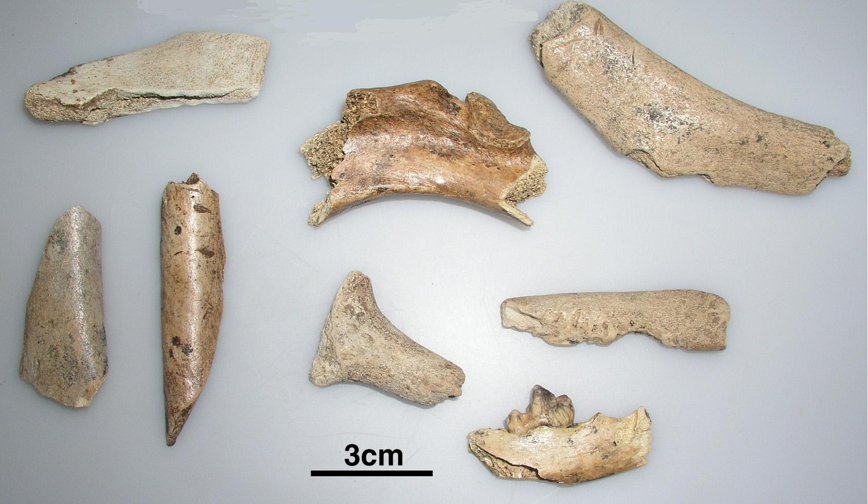 Sieben verschiedene Knochen