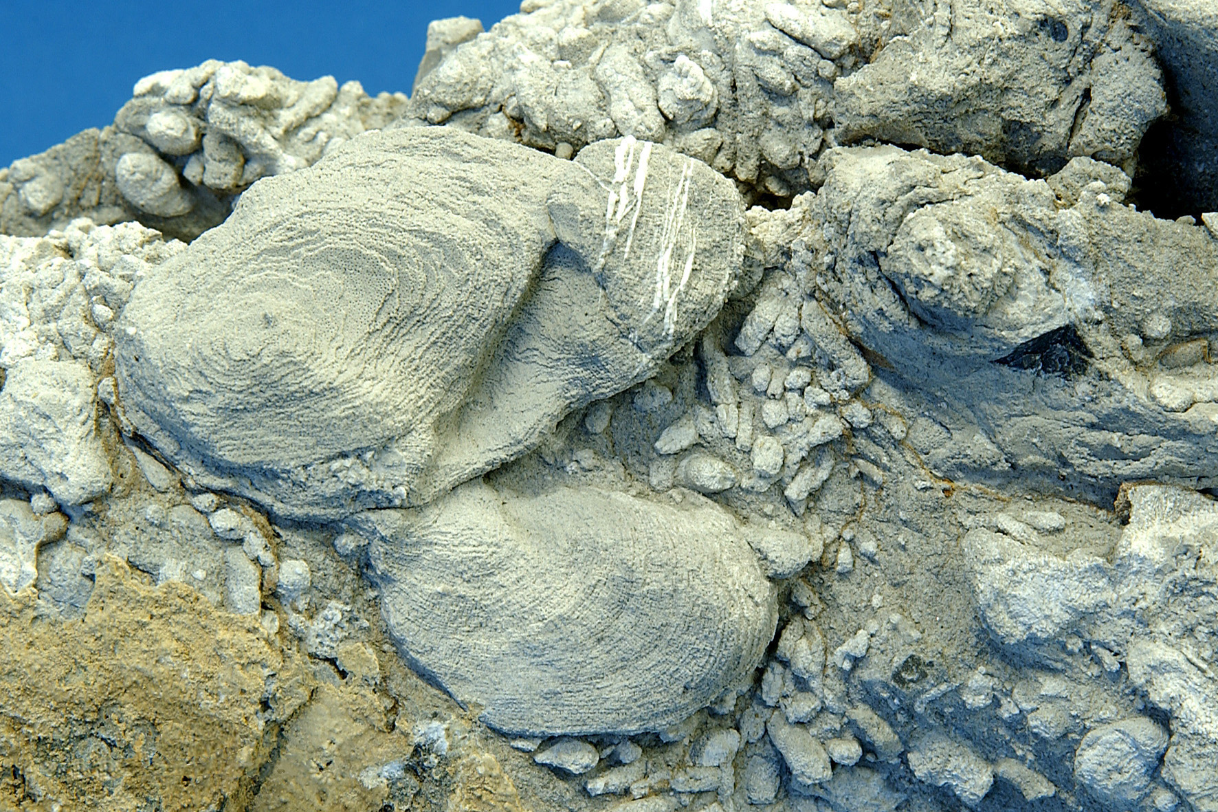 Fossilien