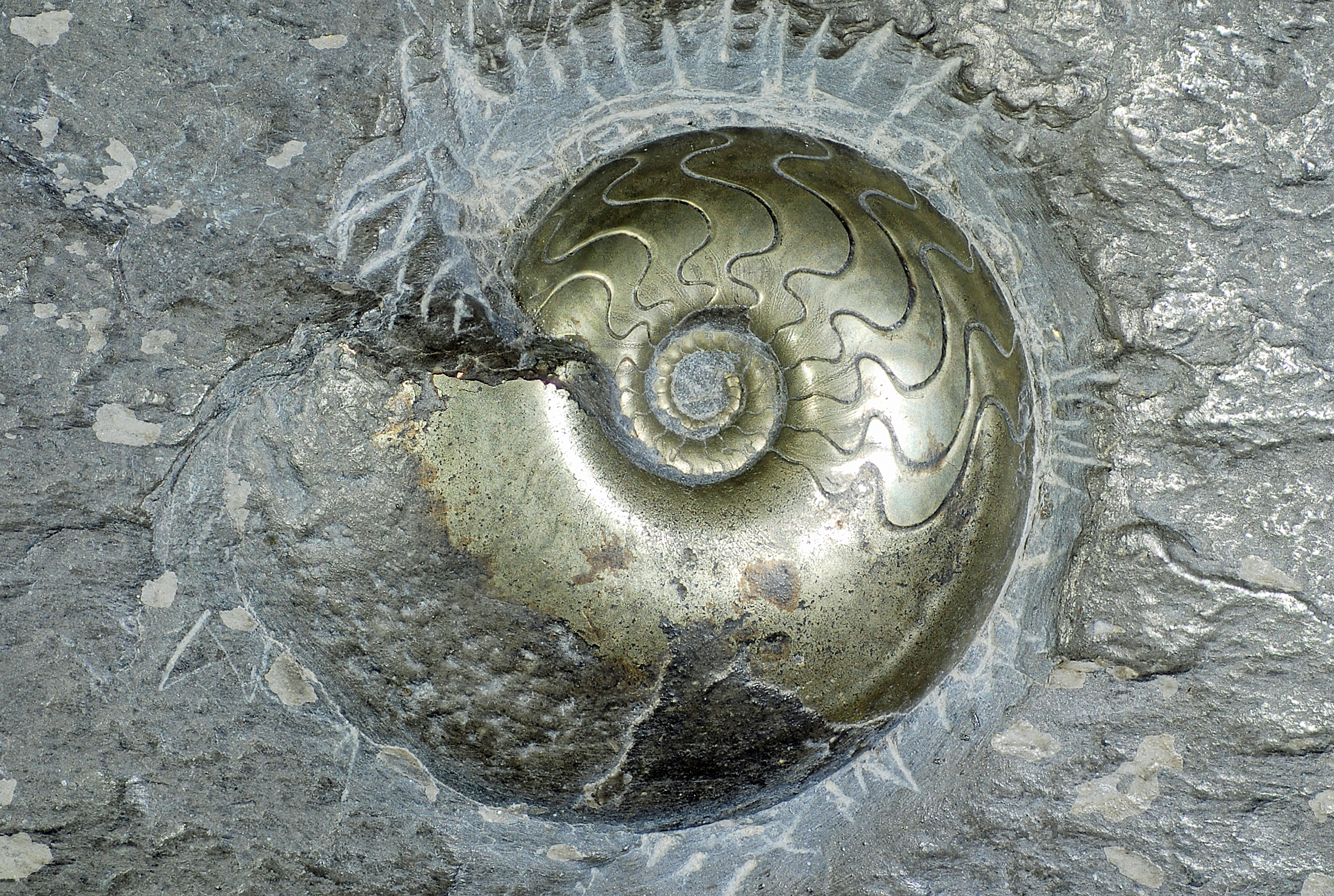 Golden schimmerndes Ammonitenfossil