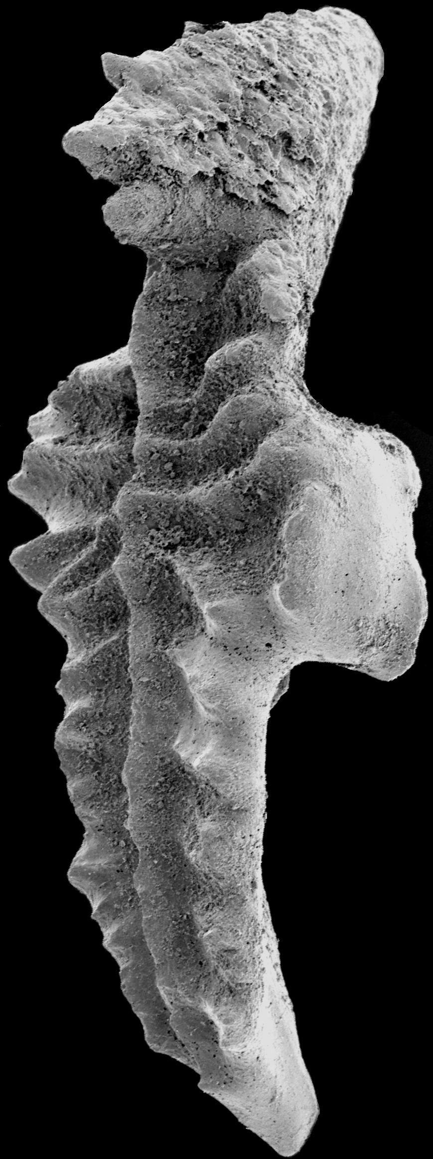 Mikroskopaufnahme von länglichem Fossil.
