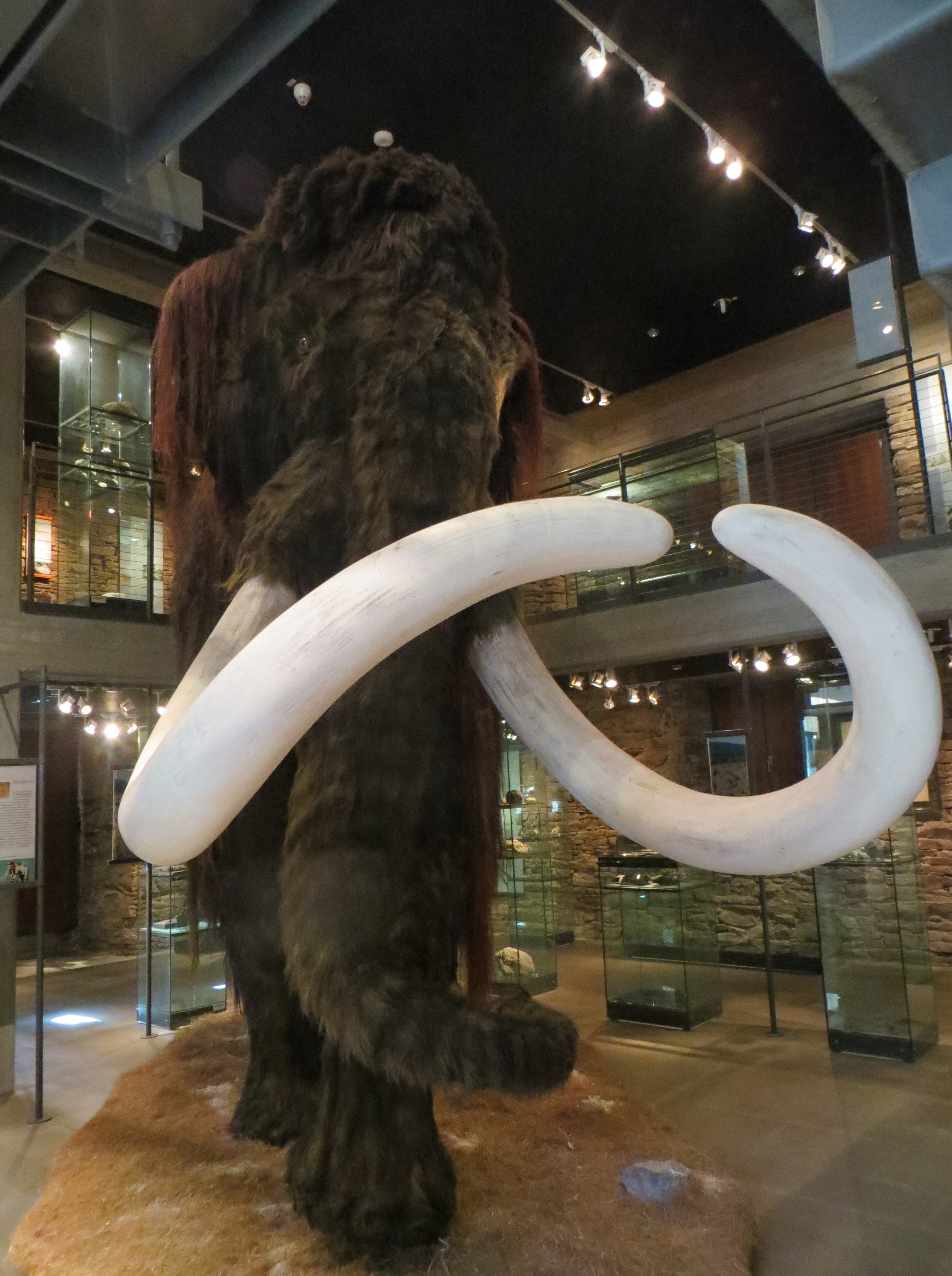 Lebensgroßes Mammut von vorne. 