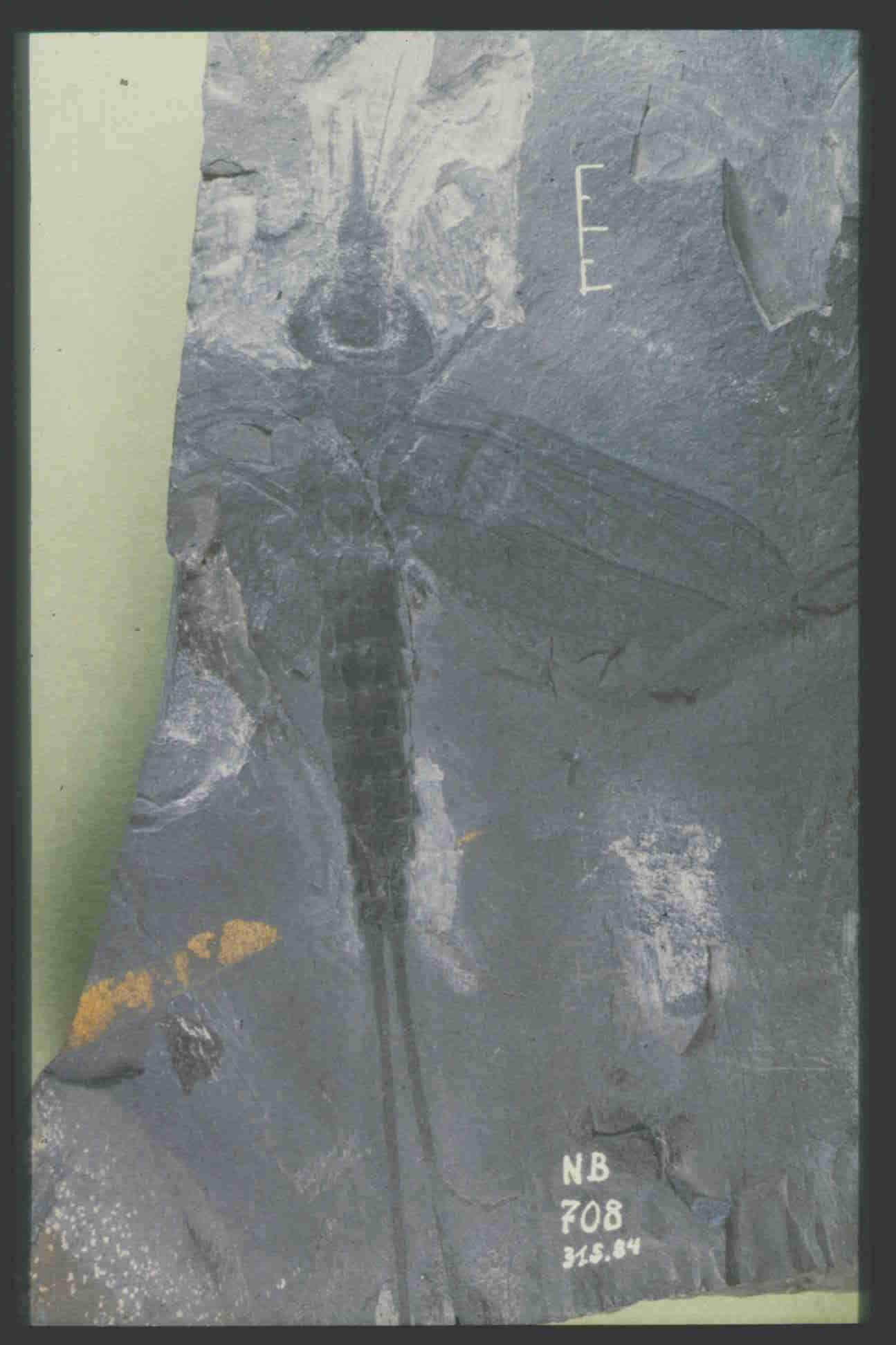 Fossil eines Insekts mit vier rundlichen Flügeln und langem Schwanz