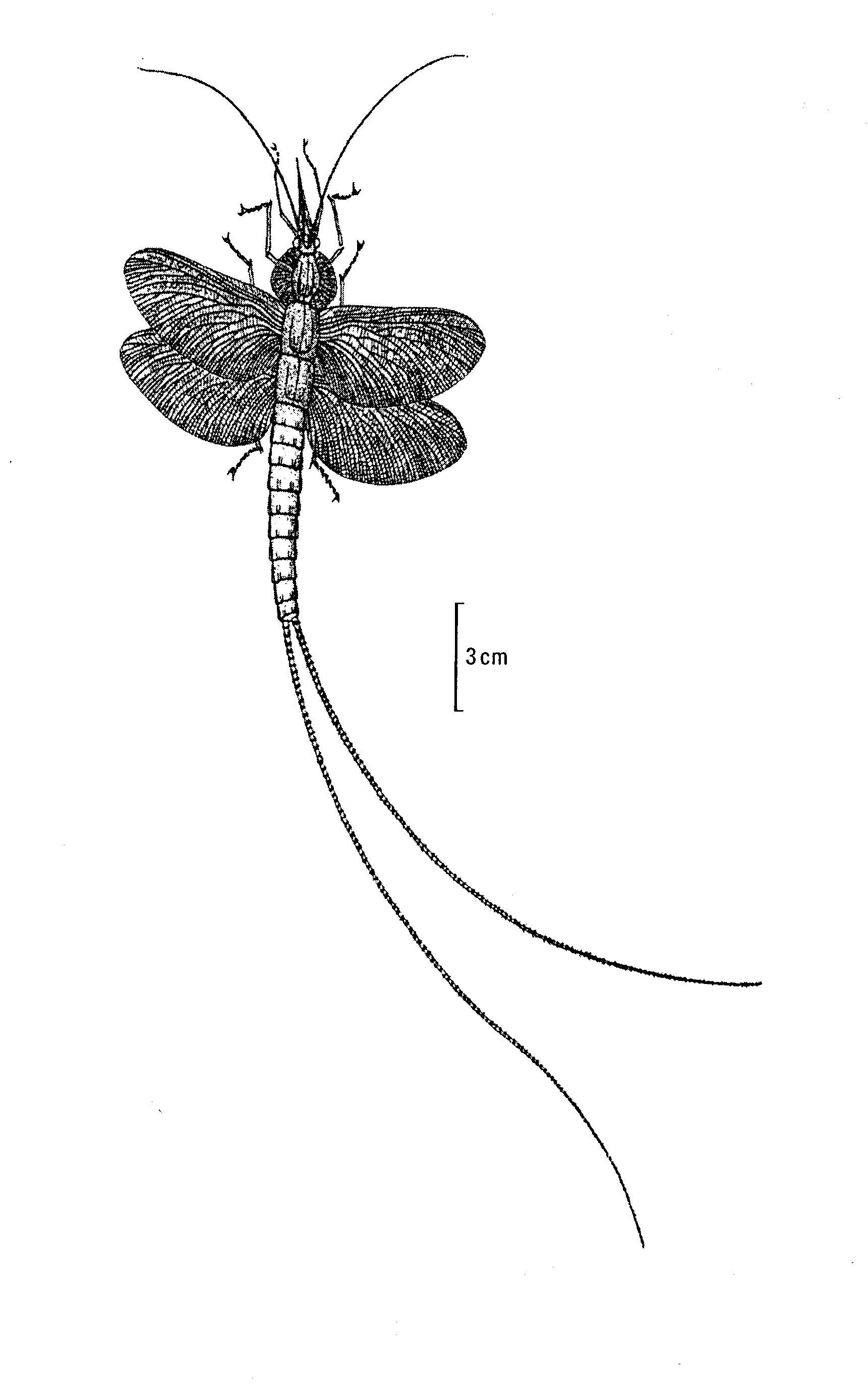Zeichung eines Insekts mit vier rundlichen Flügeln und langem Schwanz