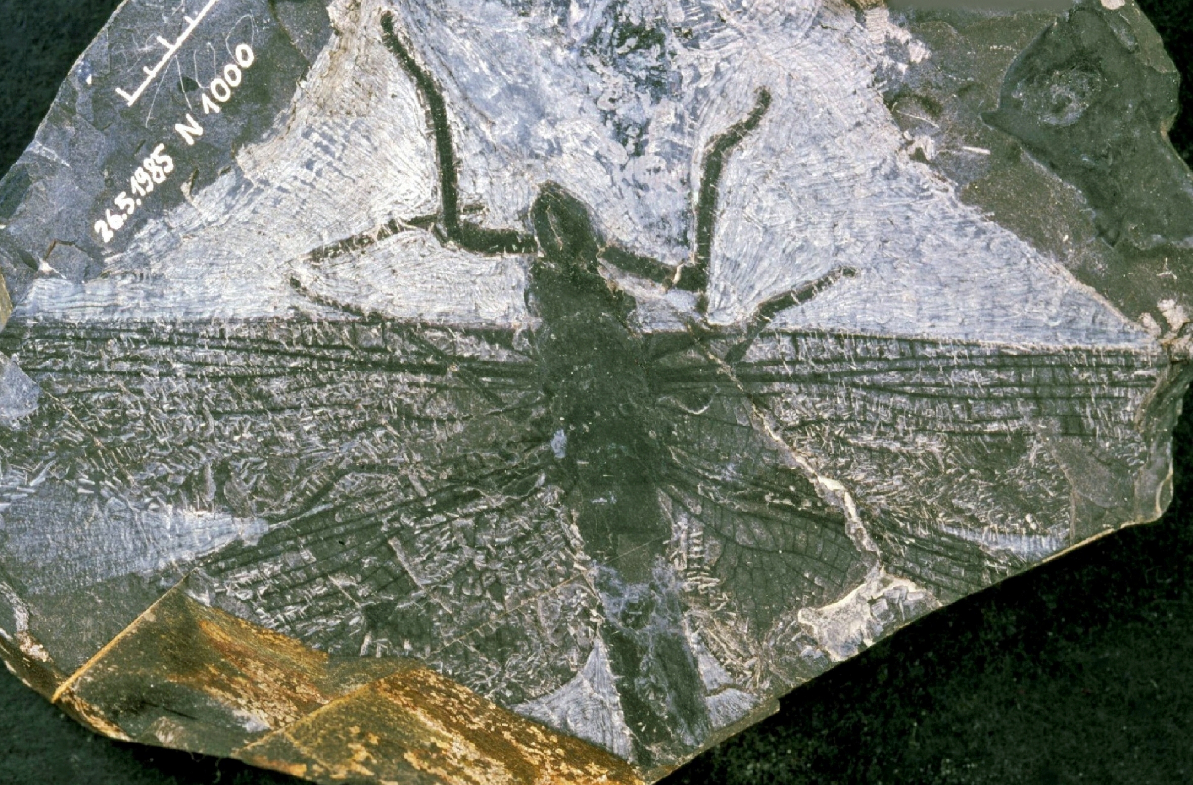 Fossil einer Libelle