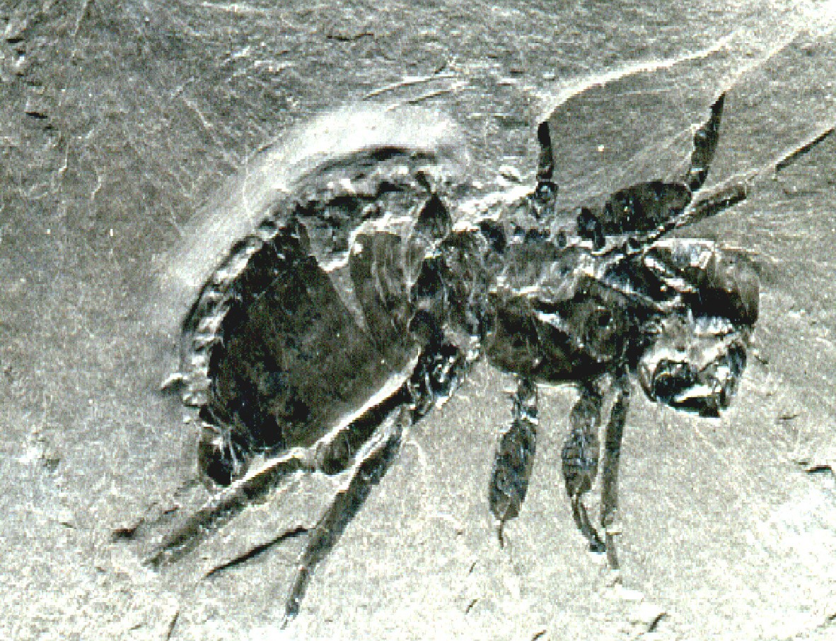 Fossil eines Gliedertieres ohne Flügel
