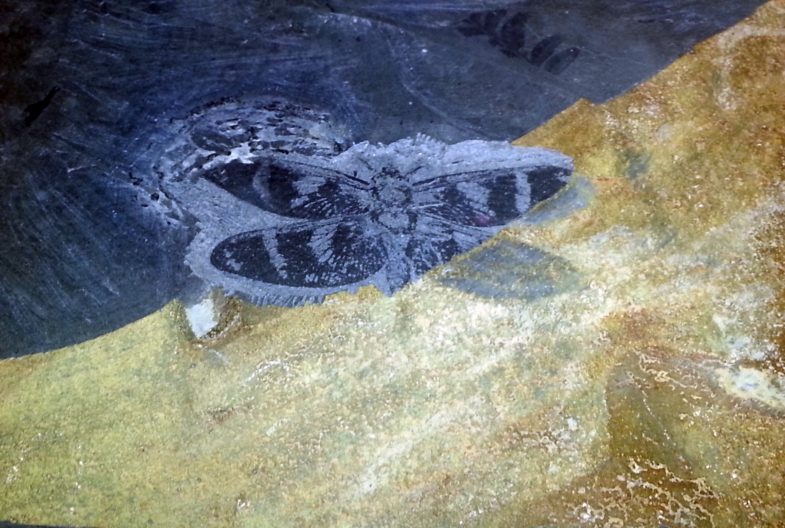 Fossil eines geflügelten Insekts mit Flecken auf den Flügeln