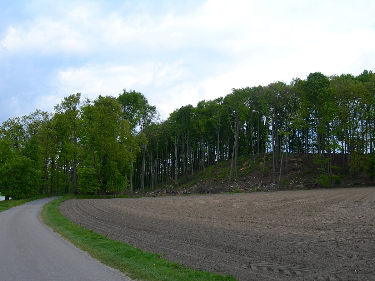 Bewaldeter Hügel hinter Acker