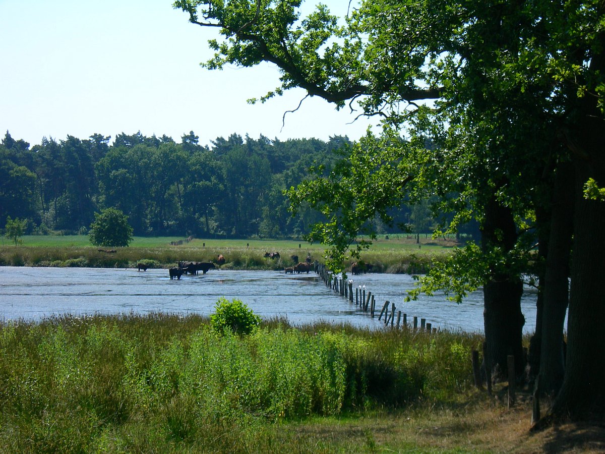 Feuchtgebiet am Lippeufer mit Rinderherde