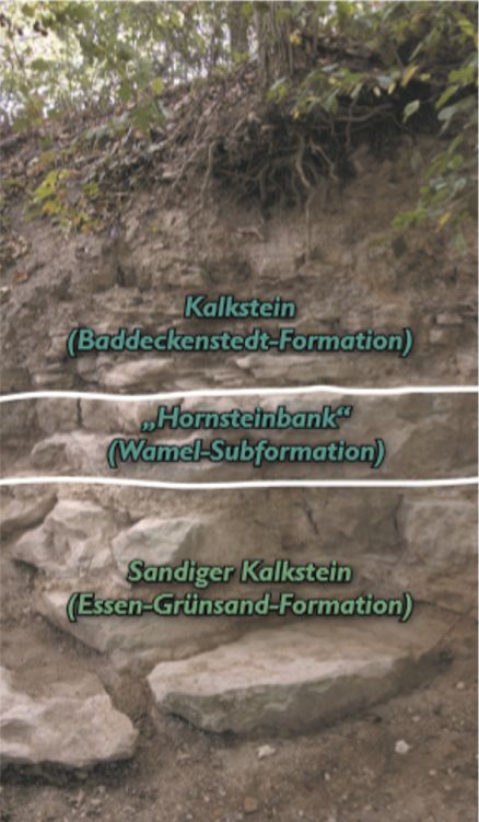Foto des Steinbruchs mit Schichtgrenzen (von oben nach unten) Kalkstein, Horsteinbank und sandiger Kalkstein