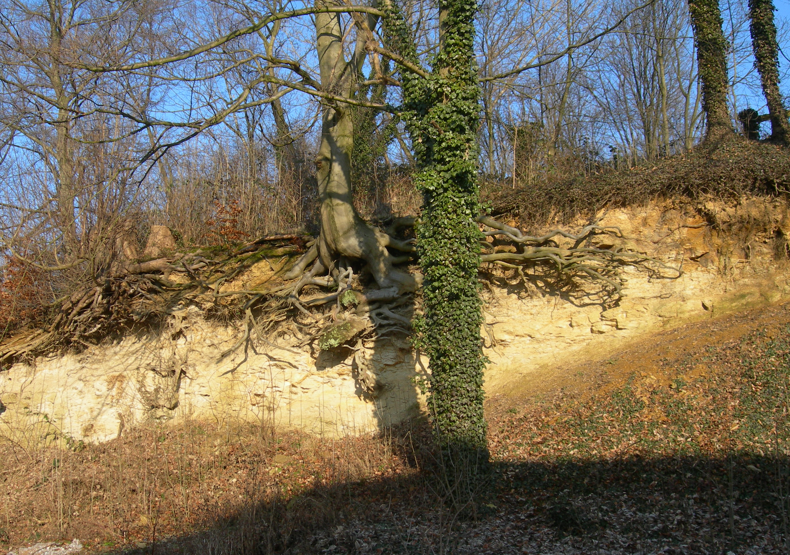 Schmaler Aufschluss mit hellgelben Gesteinen im Wald mit Baumwurzeln