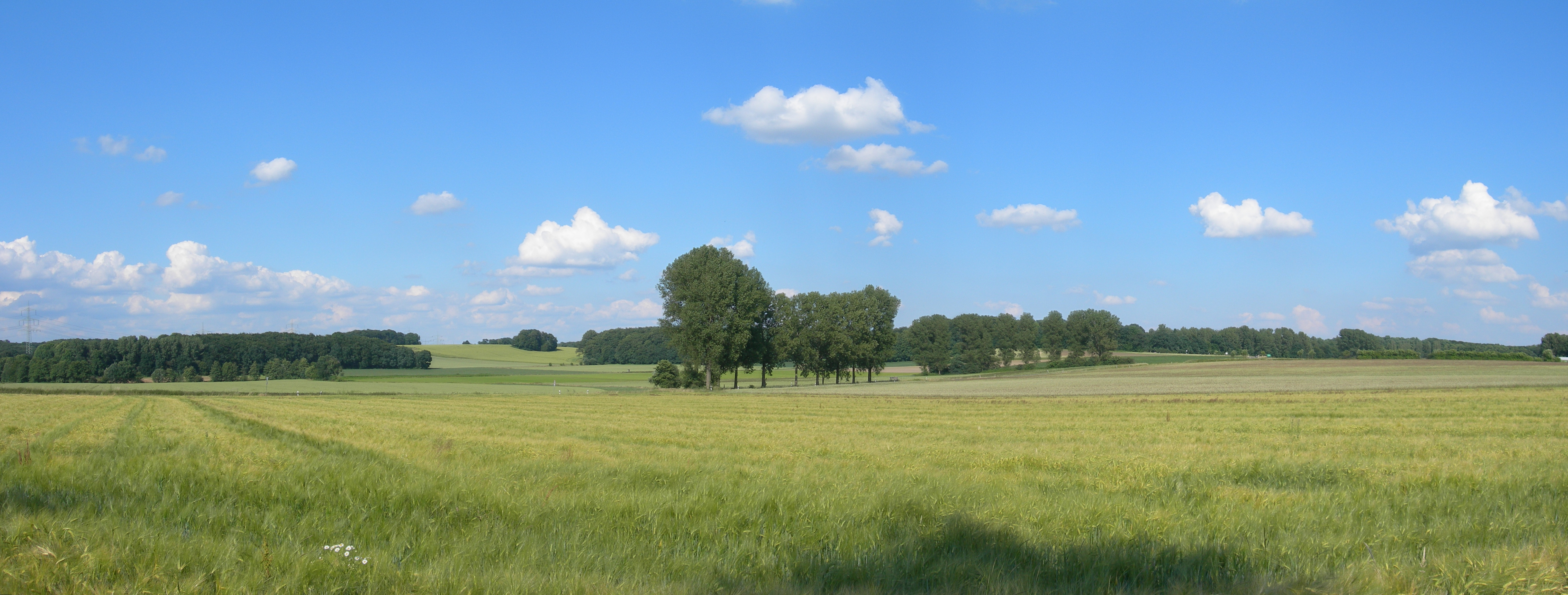 Hügelige Ackerlandschaft mit vereinzelten Baumgruppen