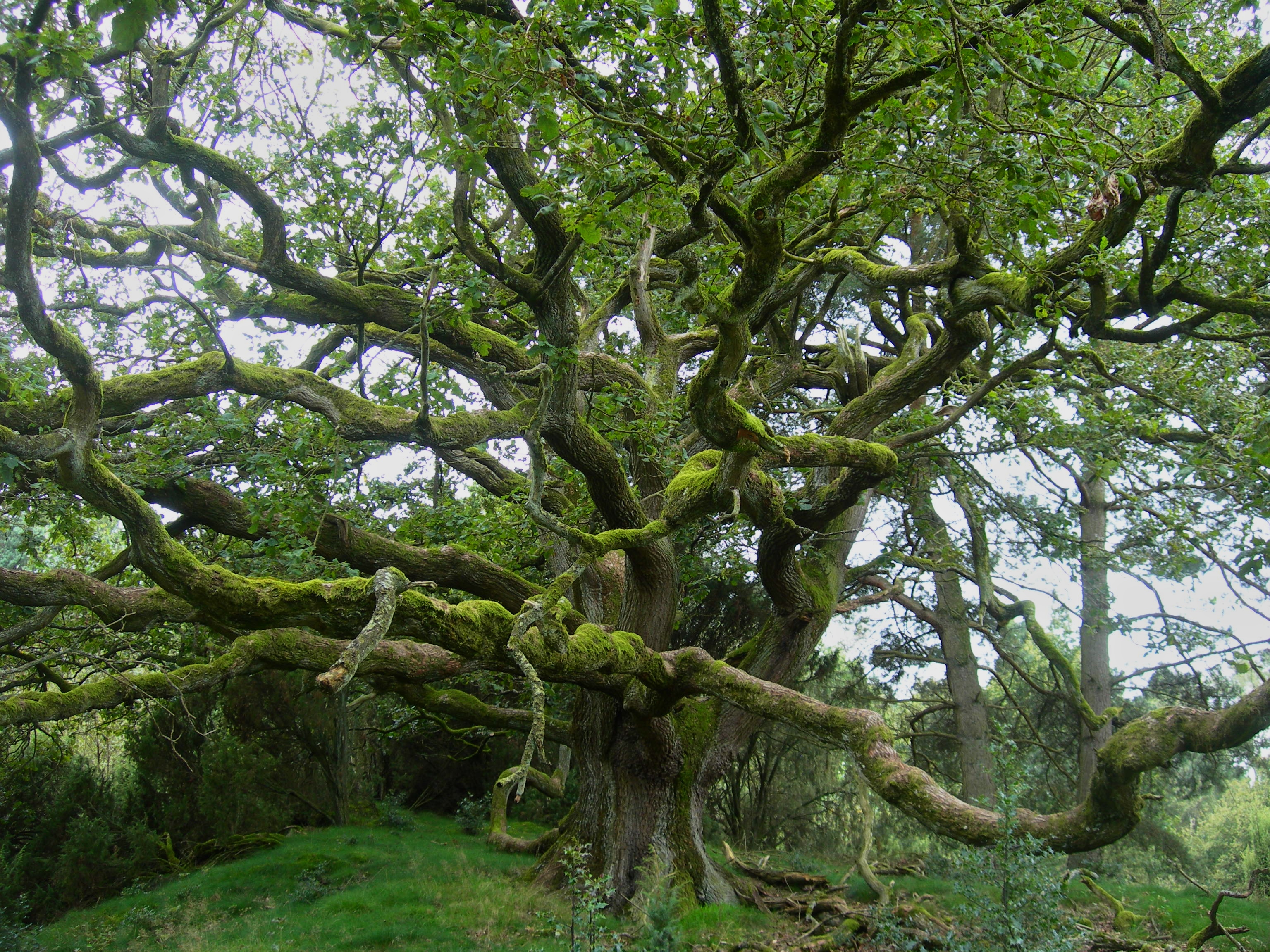 Alter knorriger Baum