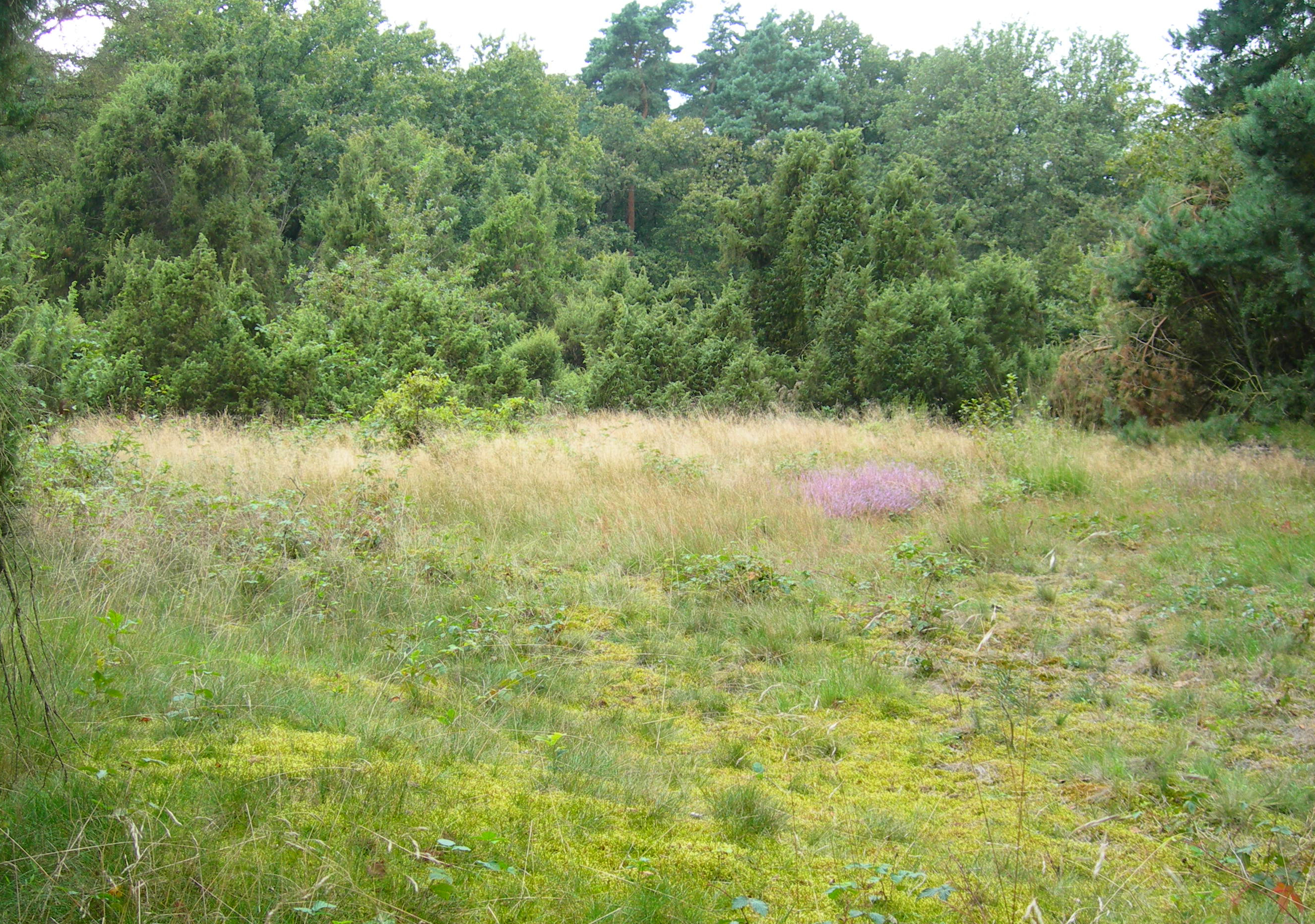 Wiese und Wald