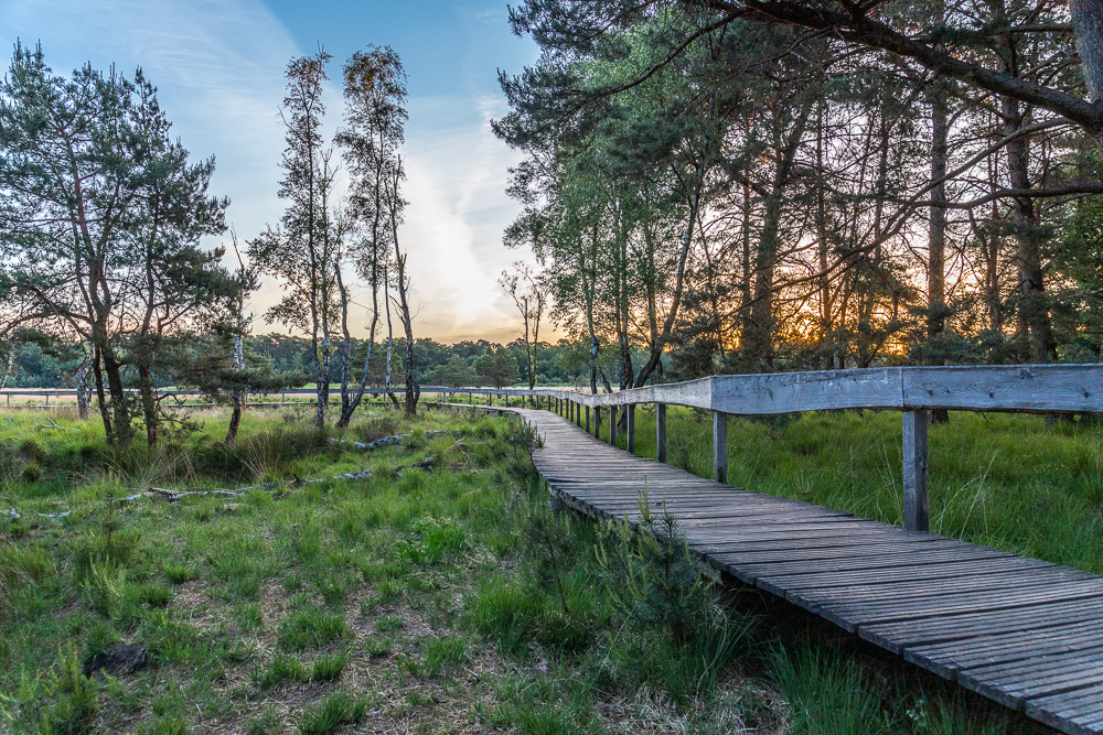 Bohlenweg im Moor 
